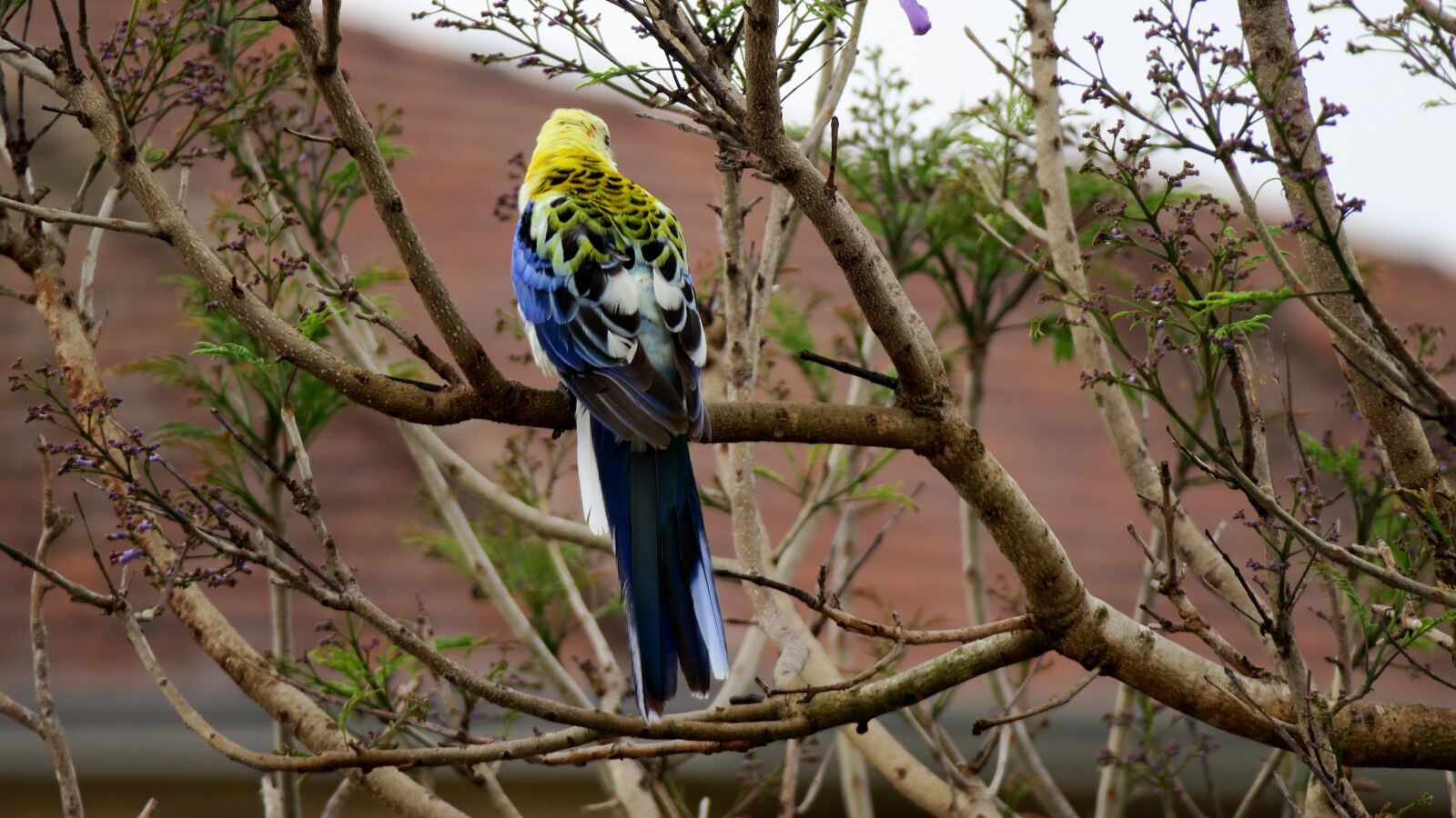 Canon PowerShot G3 X sample photo. Rosella, bird, colorful photography