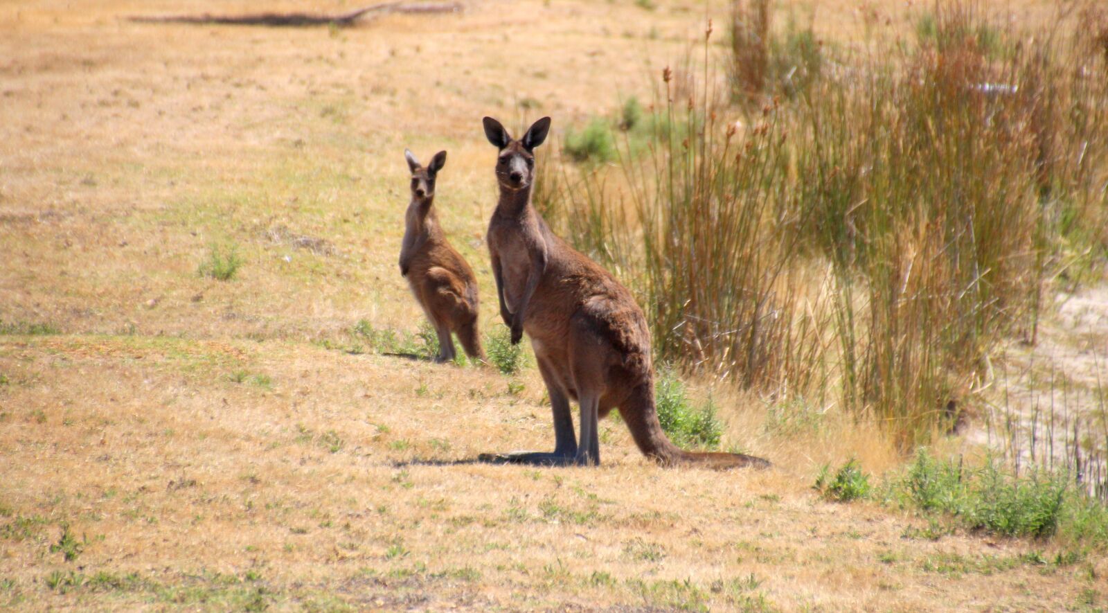 Canon EOS 700D (EOS Rebel T5i / EOS Kiss X7i) sample photo. Kangaroos, kangaroo mom with photography