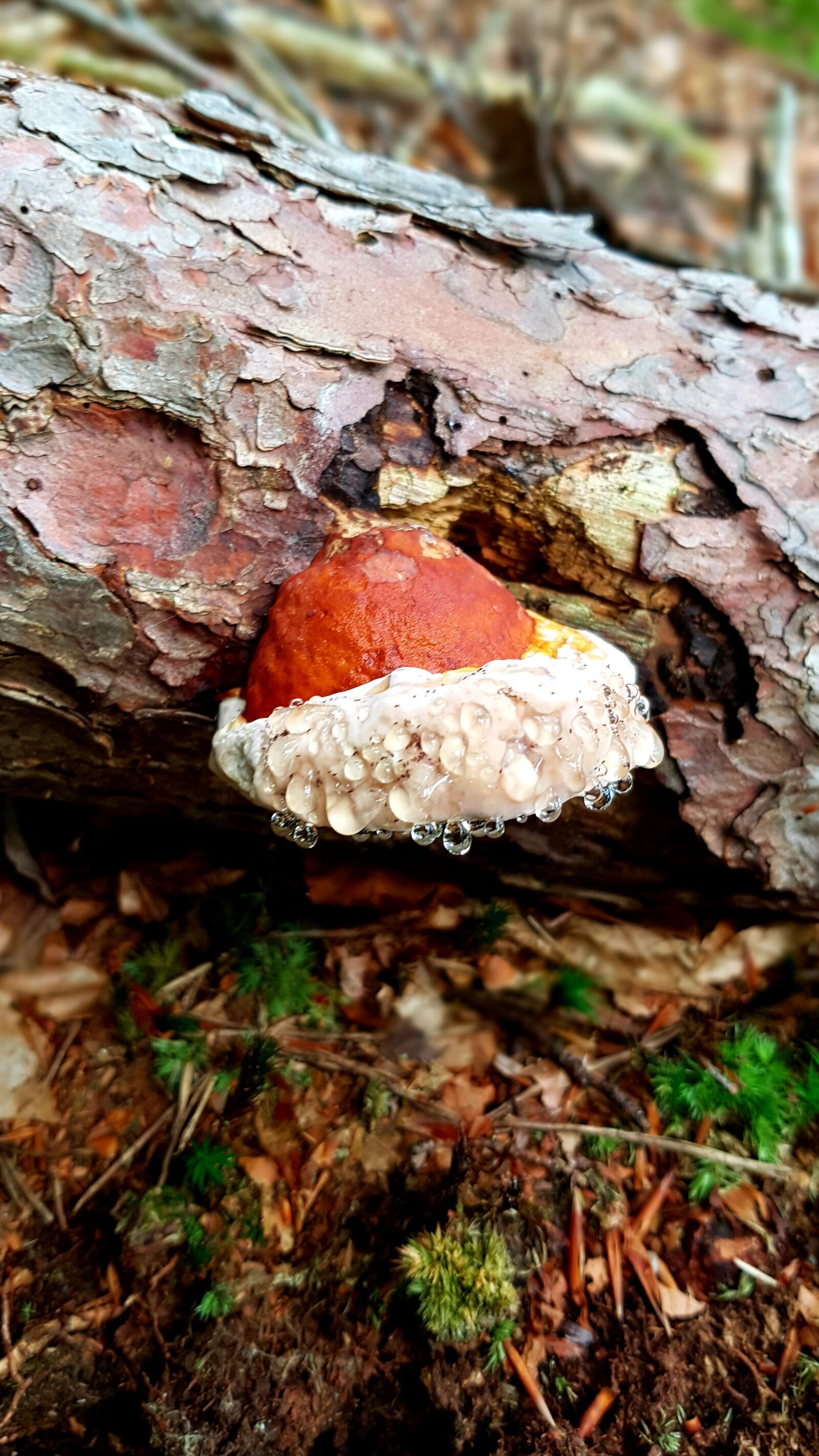 Samsung Galaxy S7 Edge sample photo. Baumschwamm, mushroom, log photography