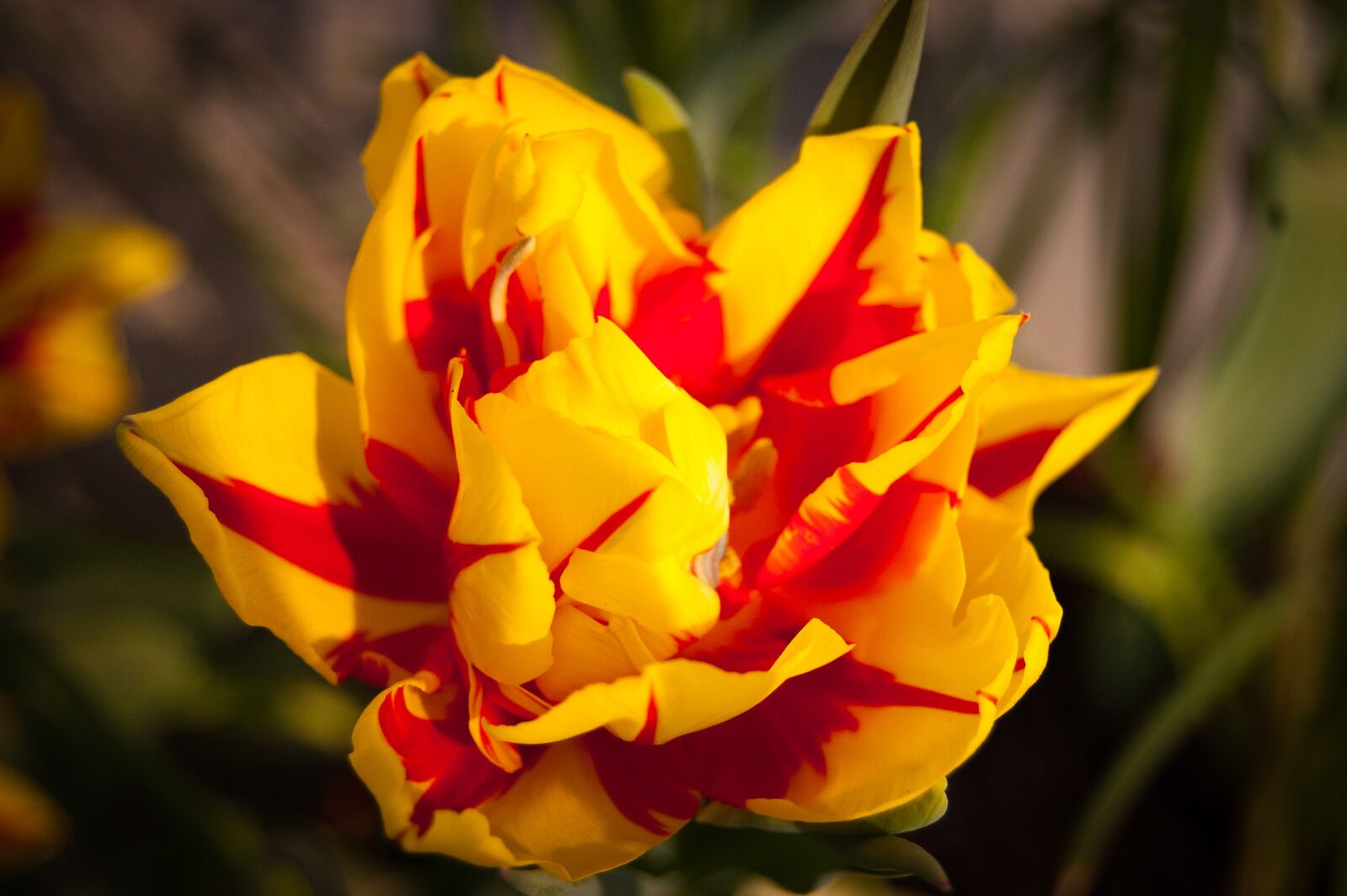 Nikon D40 sample photo. Flower, nature, plant photography
