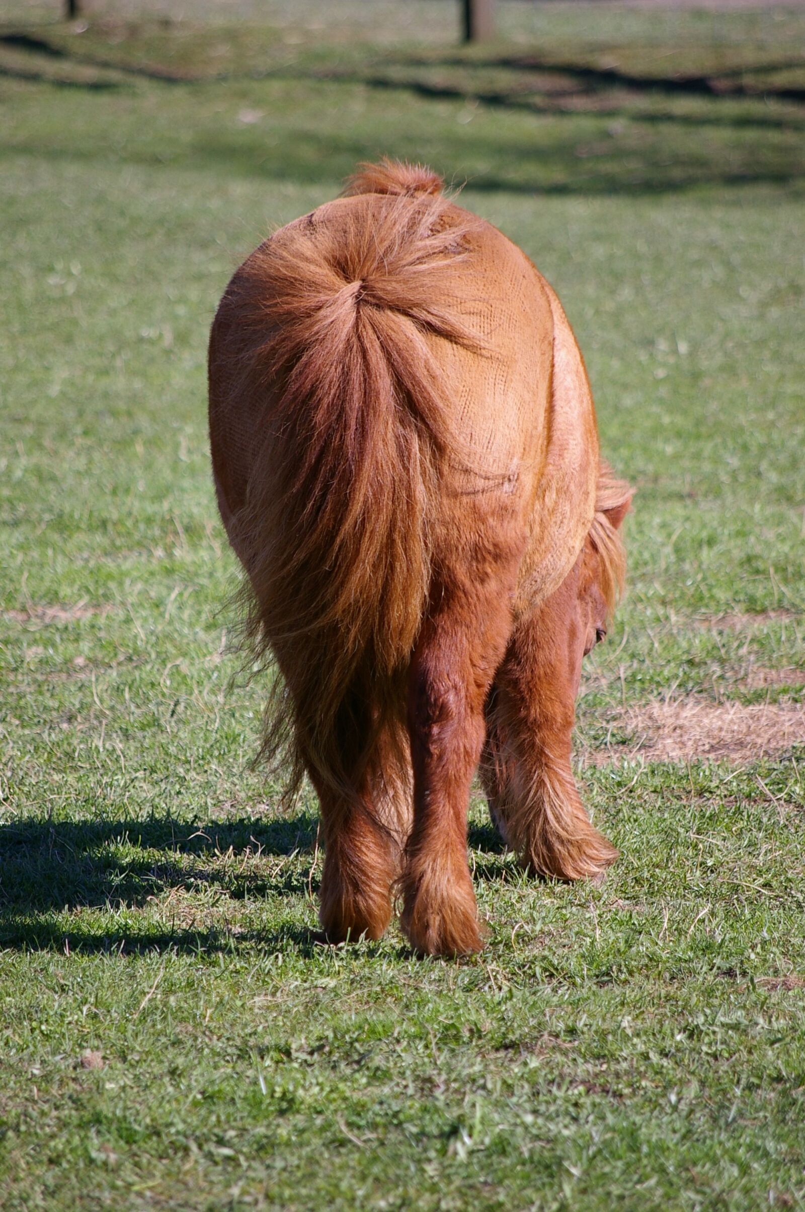 Pentax *ist DL sample photo. Pony, horse, small photography