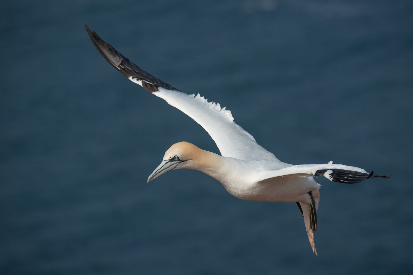 Nikon D800 sample photo. Northern gannet, morus bassanus photography