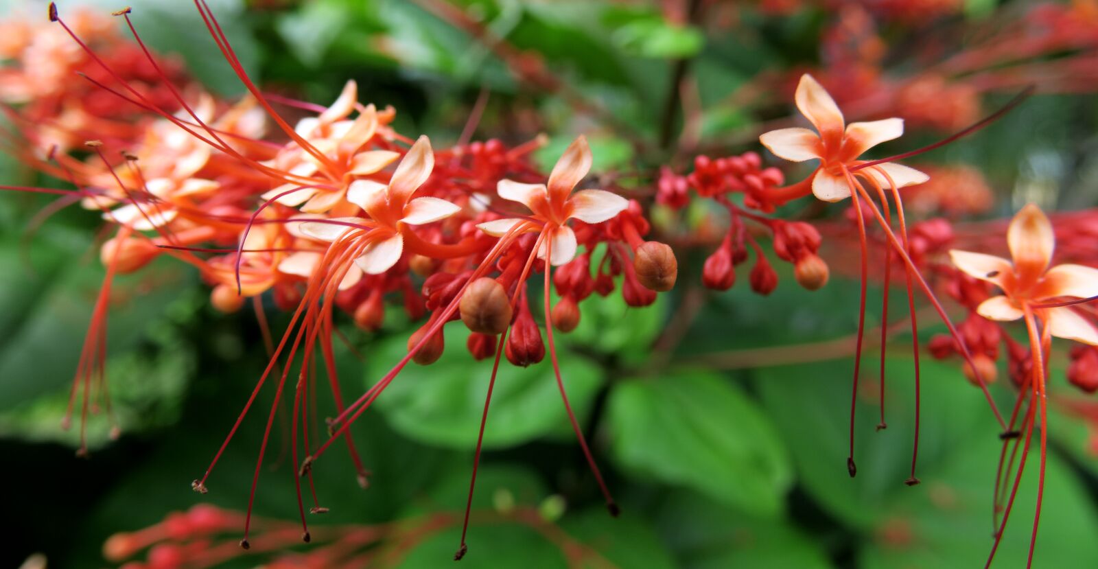 Canon PowerShot G3 X sample photo. Red flower, flower, blossom photography