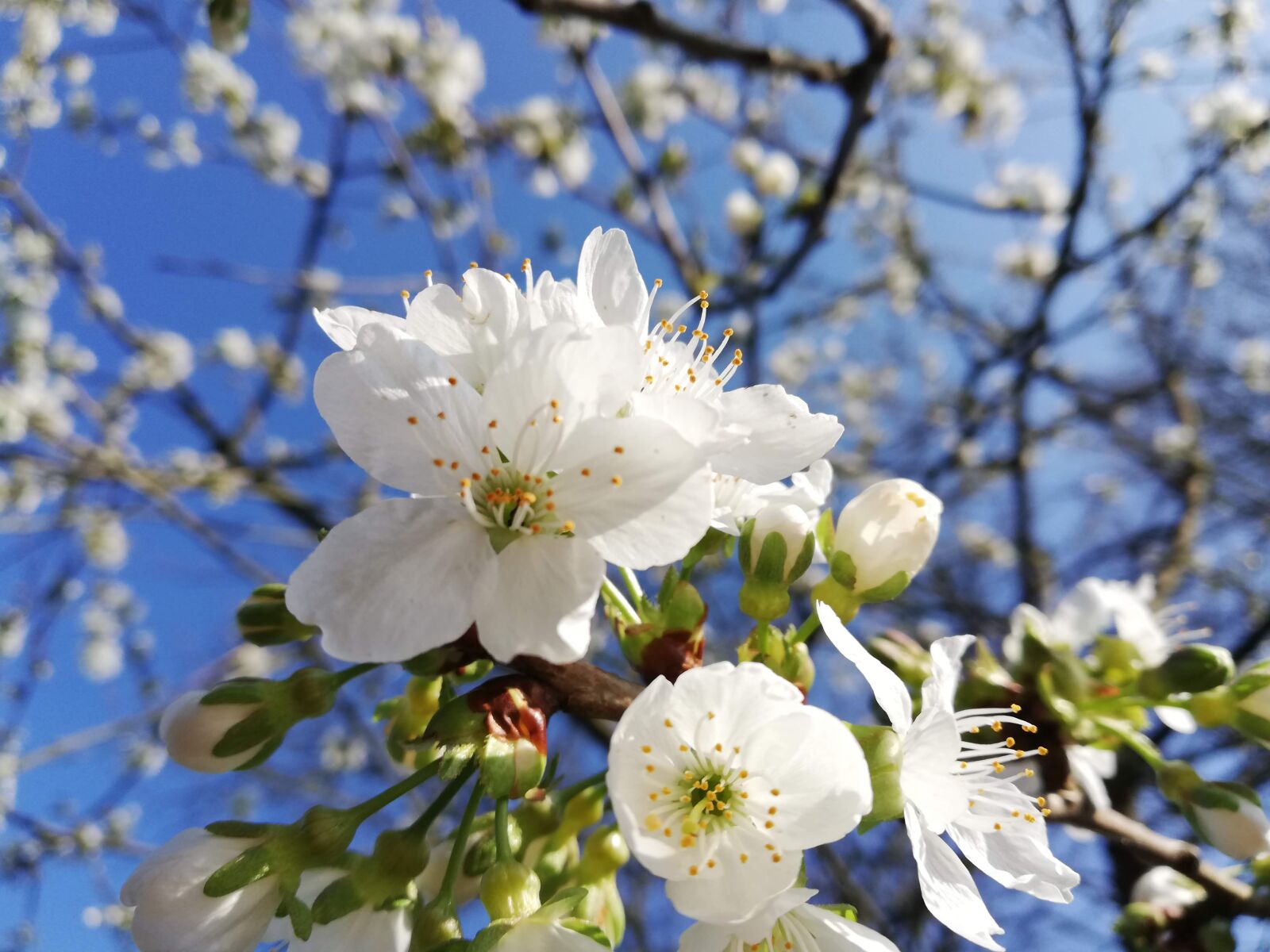 HUAWEI Mate 10 Lite sample photo. Blossom, cherry blossom, flora photography