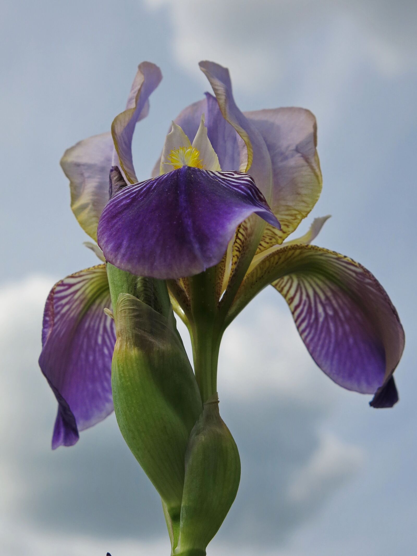 Canon PowerShot G15 sample photo. High beard iris, iris photography