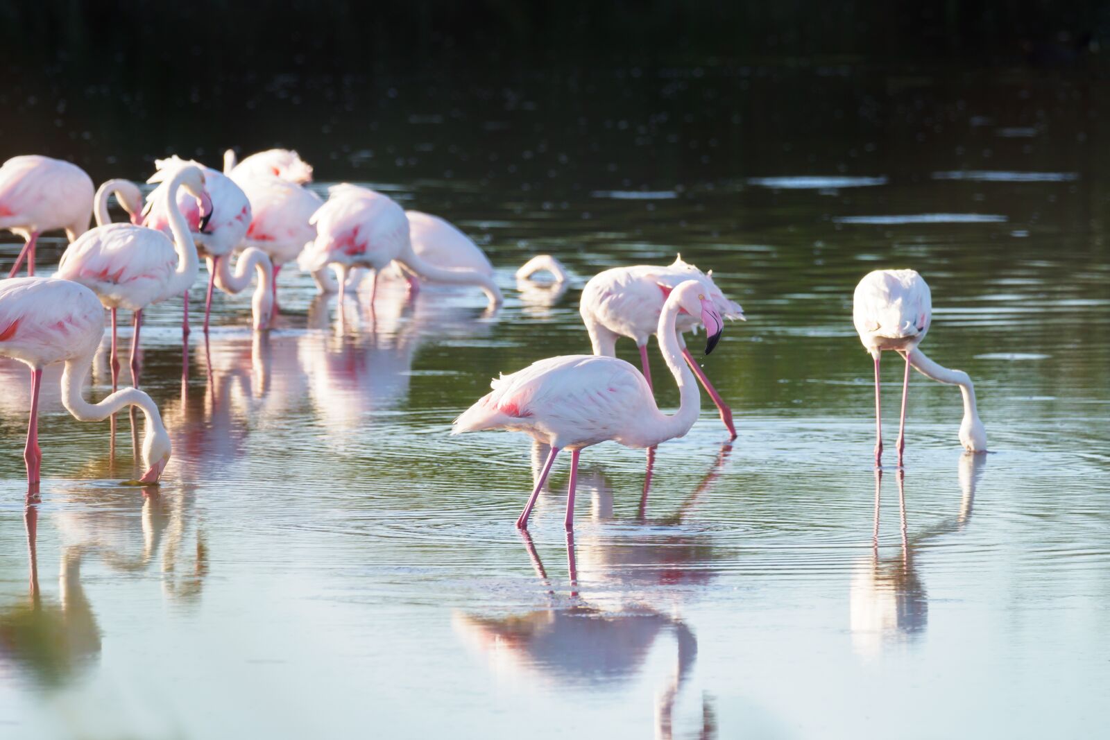 M.300mm F4.0 + MC-14 sample photo. Greater flamingos, flamingo, birds photography