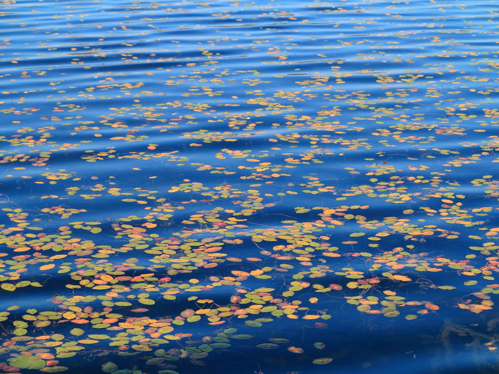 Canon PowerShot G1 X sample photo. Autumn, leaves, floating photography