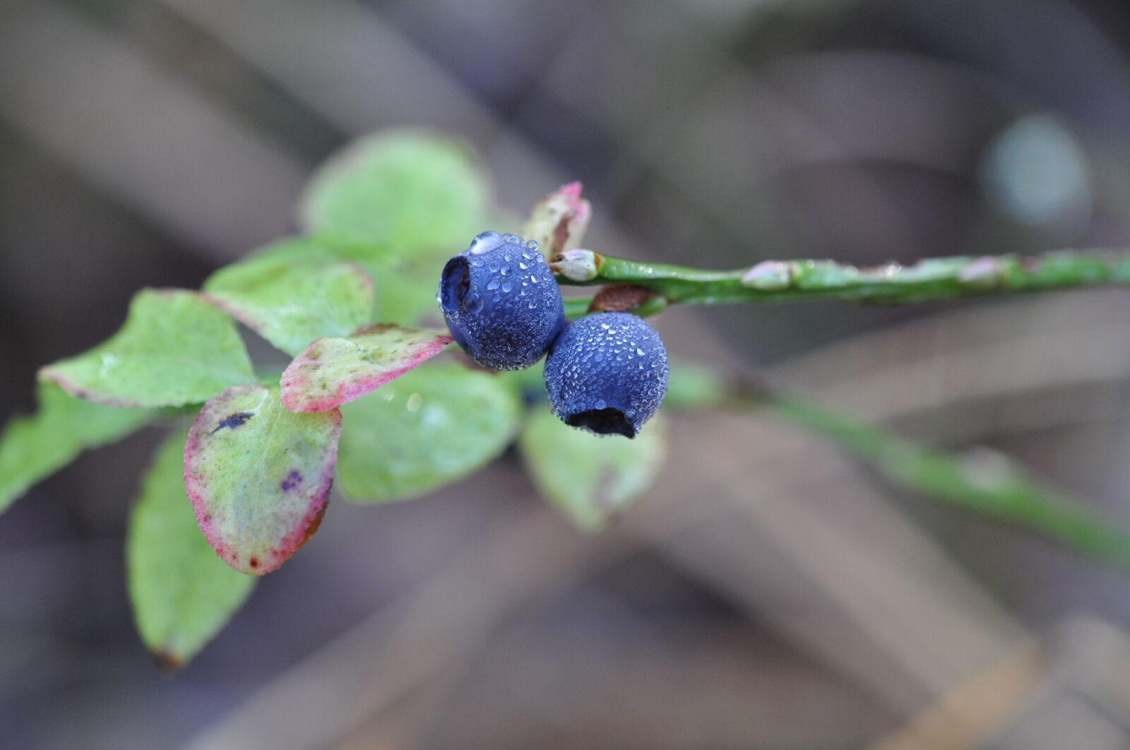 Nikon D5000 sample photo. Blueberry, forest, berry photography