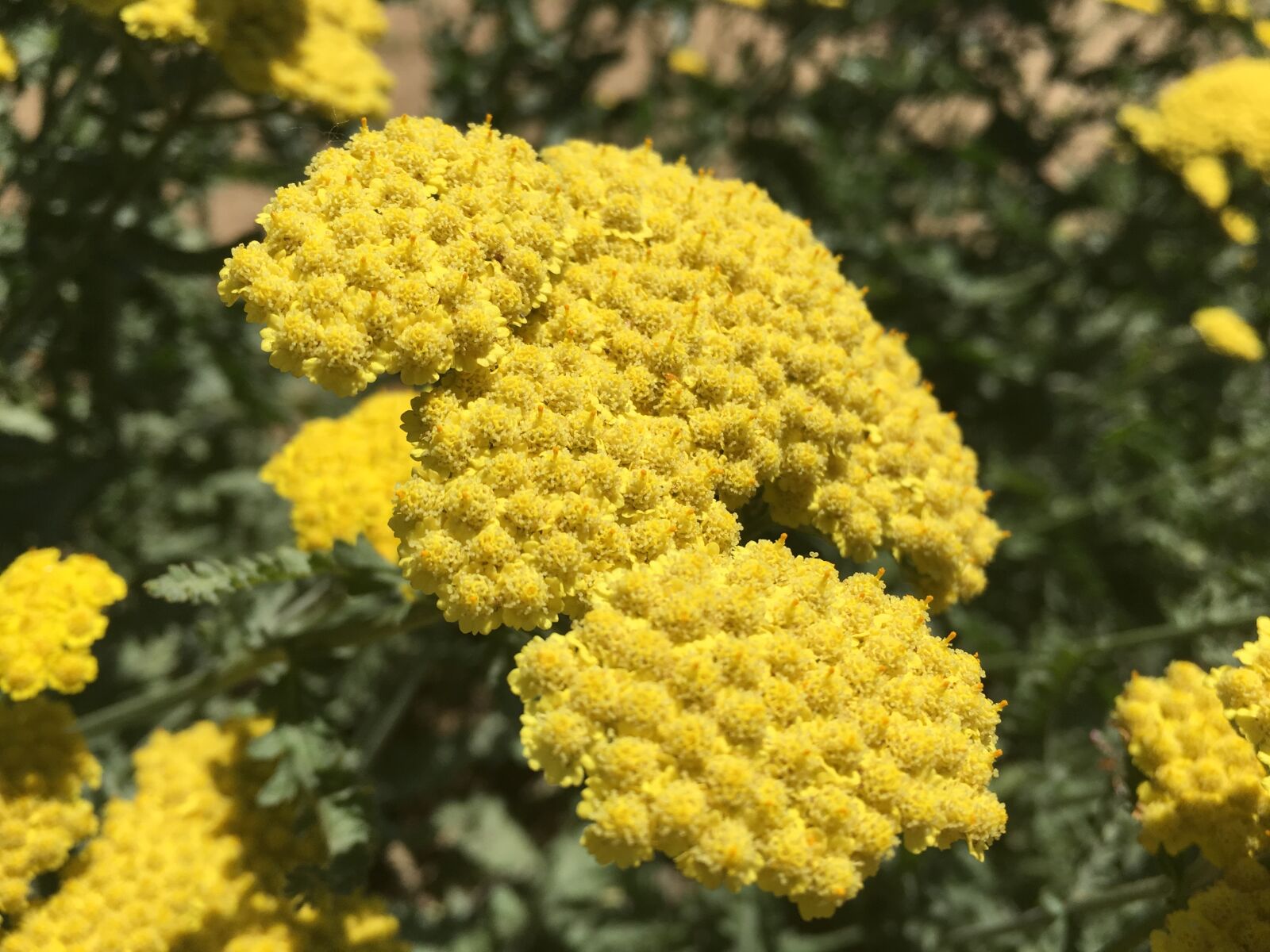 Apple iPhone 6s sample photo. Pollen, flower, summer photography