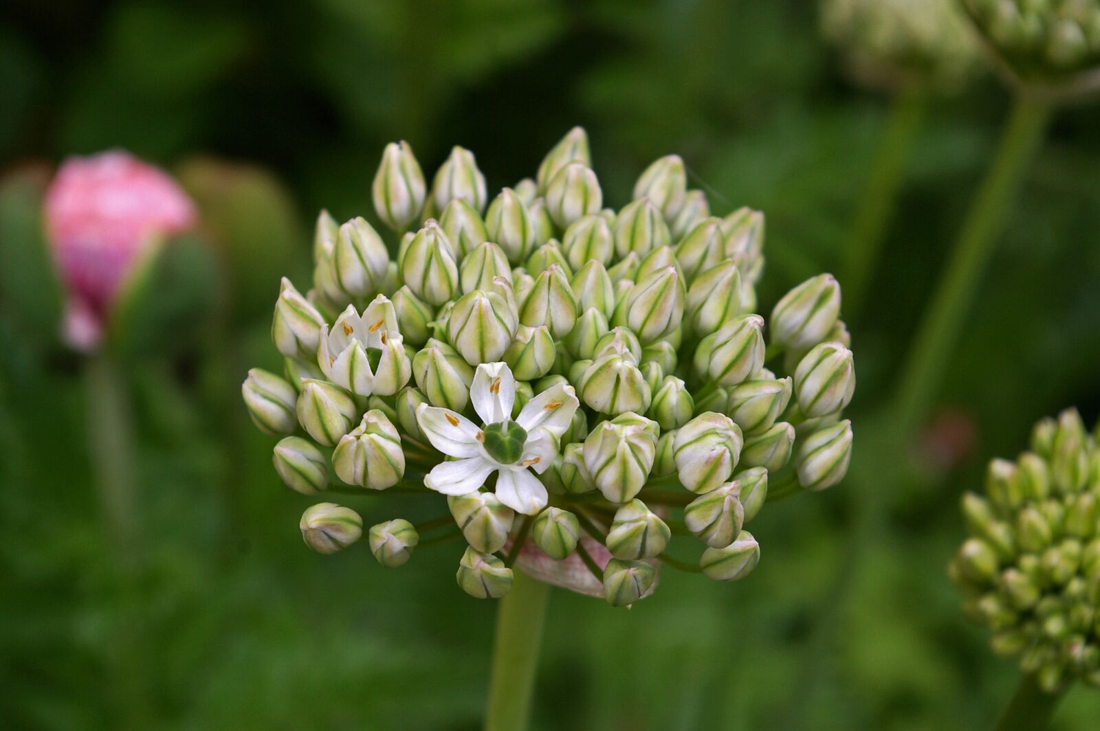 Pentax *ist DL2 sample photo. Ornamental onion, white zierlauch photography