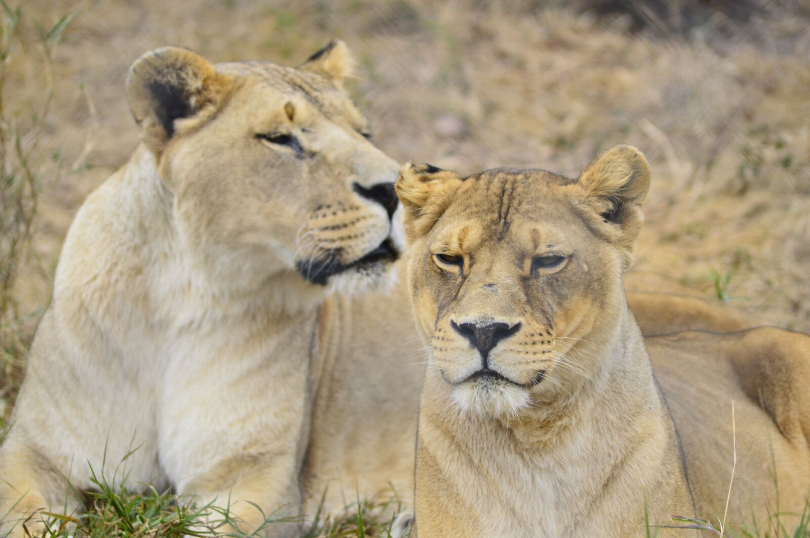 Nikon D3200 sample photo. Lioness, lion, africa photography