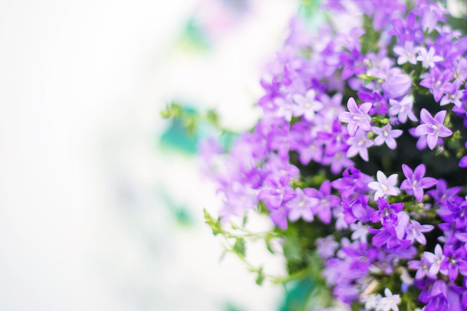 Canon EF 50mm F1.4 USM sample photo. Bloom, blooming, blossom, blossoms photography