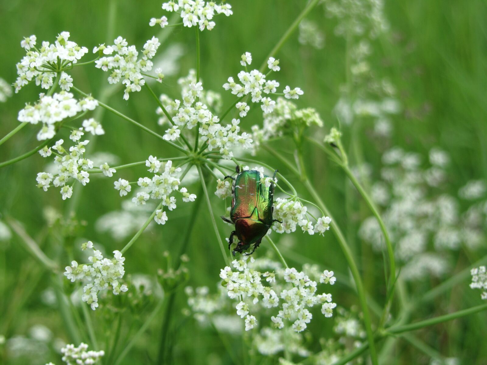 Canon PowerShot SX210 IS sample photo. Beetle, grass, field photography