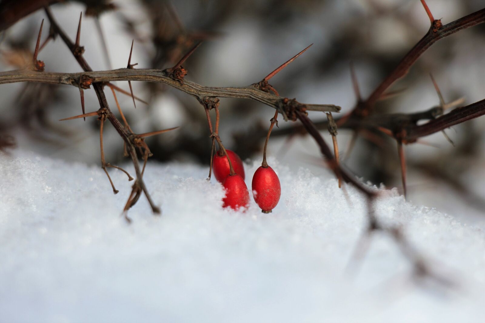 Canon EOS 550D (EOS Rebel T2i / EOS Kiss X4) sample photo. Snow, winter, white photography