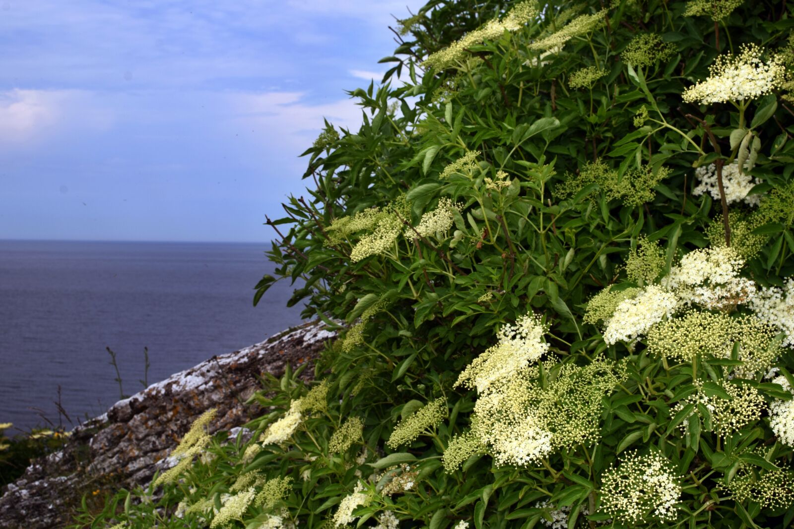 Nikon D5300 sample photo. Elder, fläderblom, himmel photography