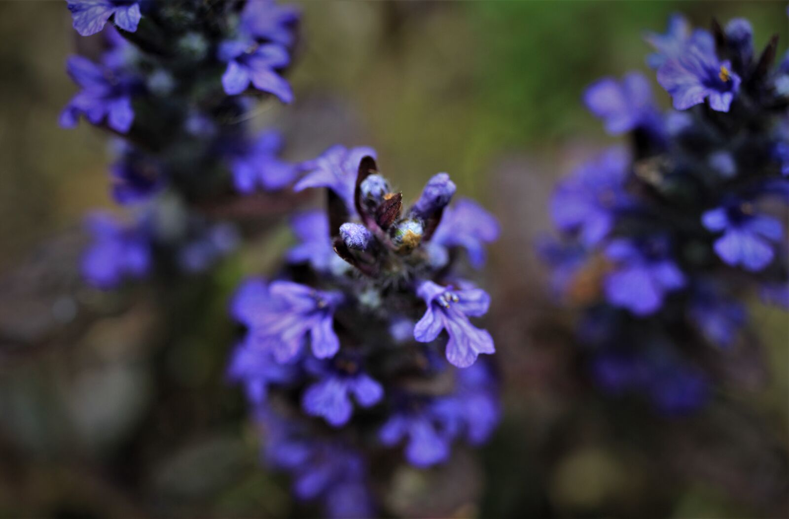 Canon EF-S 35mm F2.8 Macro IS STM sample photo. Ajuga g nsel, lamiaceae photography