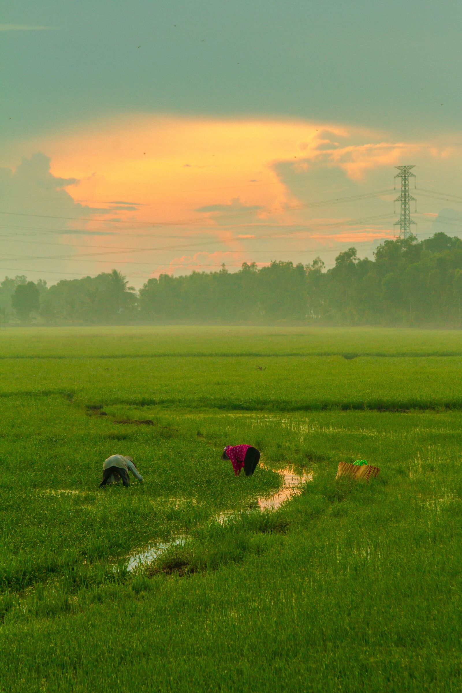 Canon EOS 7D sample photo. Country, vietnam, rice photography