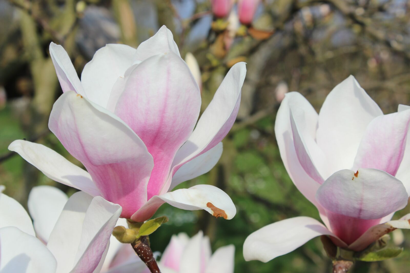 Canon EOS 600D (Rebel EOS T3i / EOS Kiss X5) sample photo. Magnolia, white, spring photography