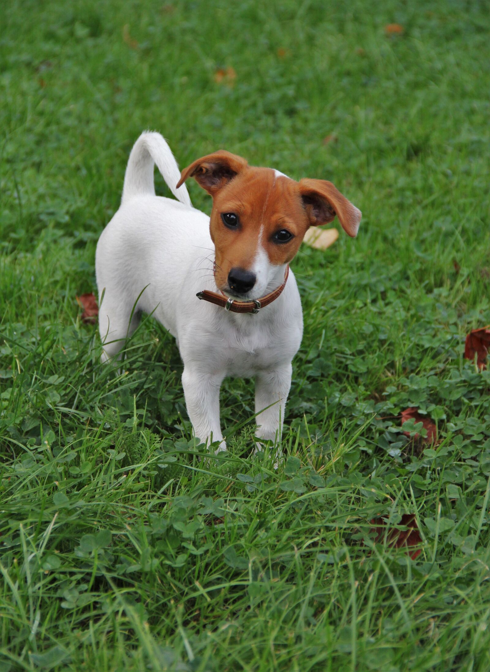 Canon EOS 550D (EOS Rebel T2i / EOS Kiss X4) sample photo. Jack-russel puppy, dog puppy photography