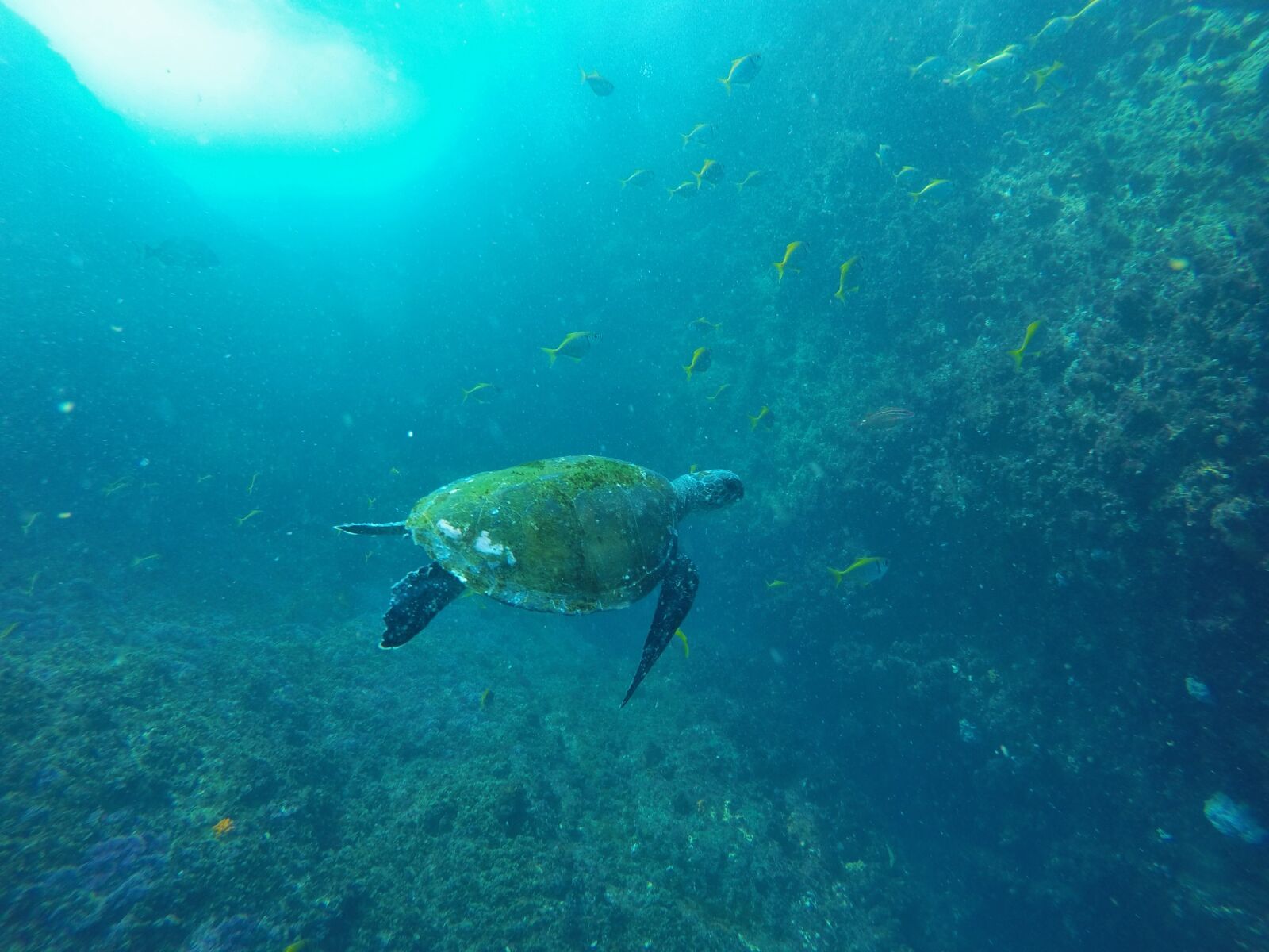 GoPro HERO4 Silver sample photo. Turtle, underwater, ocean photography