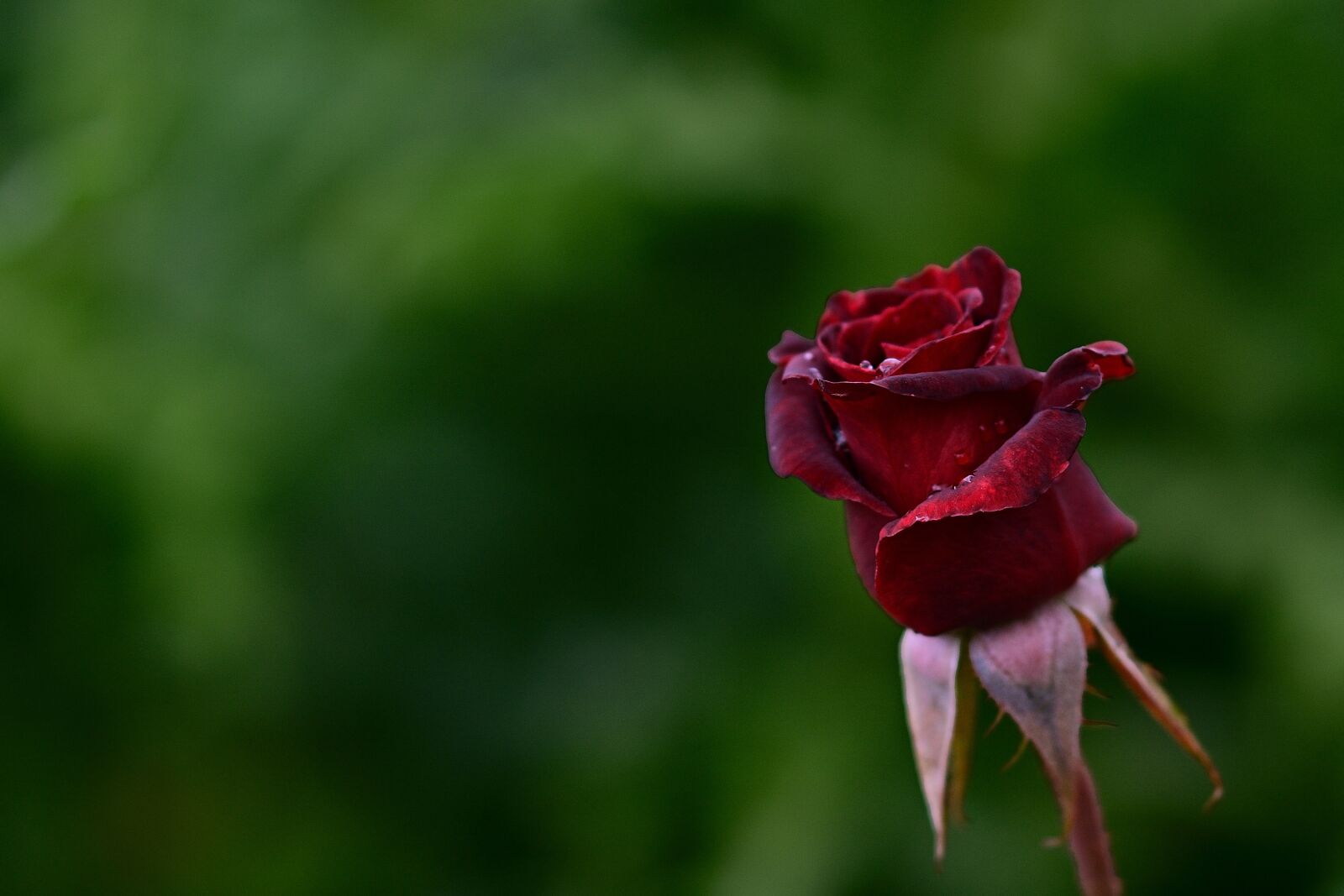 Nikon D5200 sample photo. Rose, blossom, bloom photography
