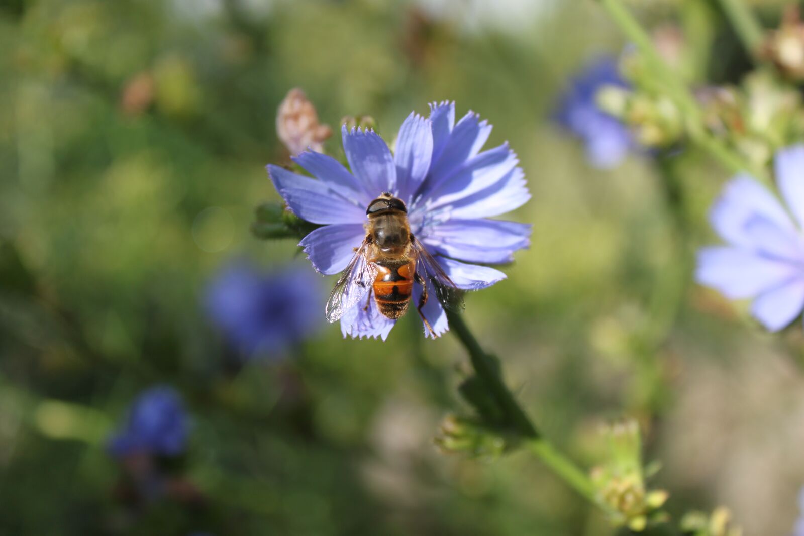 Canon EOS 500D (EOS Rebel T1i / EOS Kiss X3) sample photo. Chicory, hoverfly, dithmarschen photography