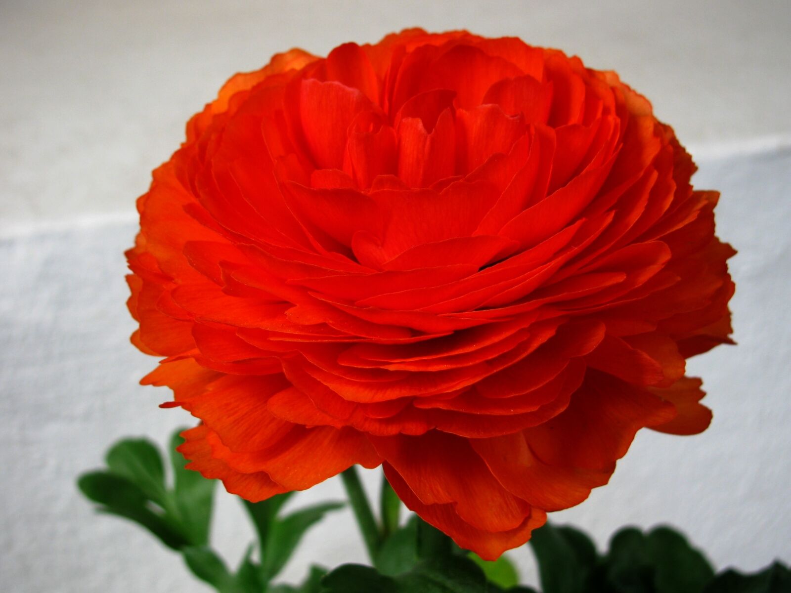 Canon PowerShot SX110 IS sample photo. Orange, blossom, bloom photography
