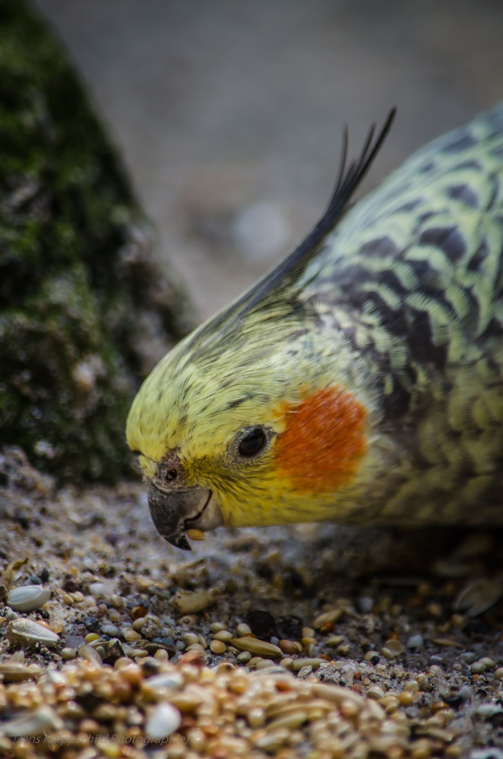 Nikon D5100 sample photo. Bird, zoo, feather photography