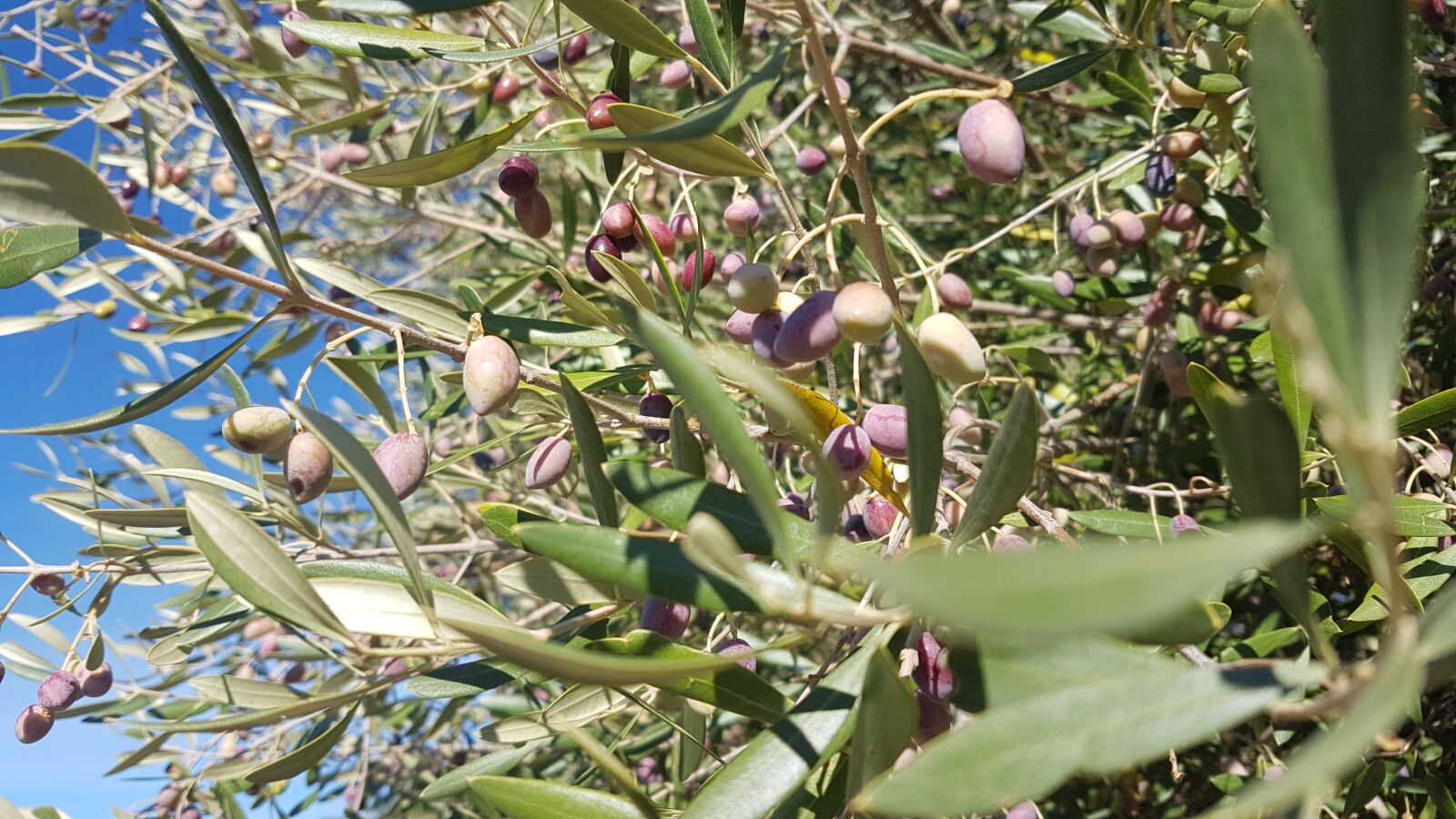 Samsung Galaxy S7 Edge sample photo. Olives, extremadura, spain photography