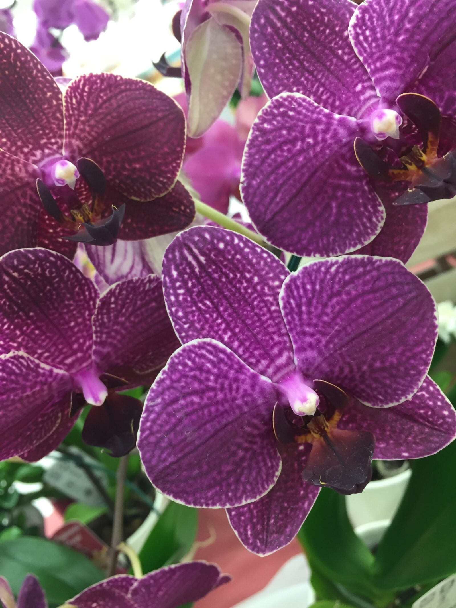 Apple iPhone 6 sample photo. Orchid, petal, summer photography