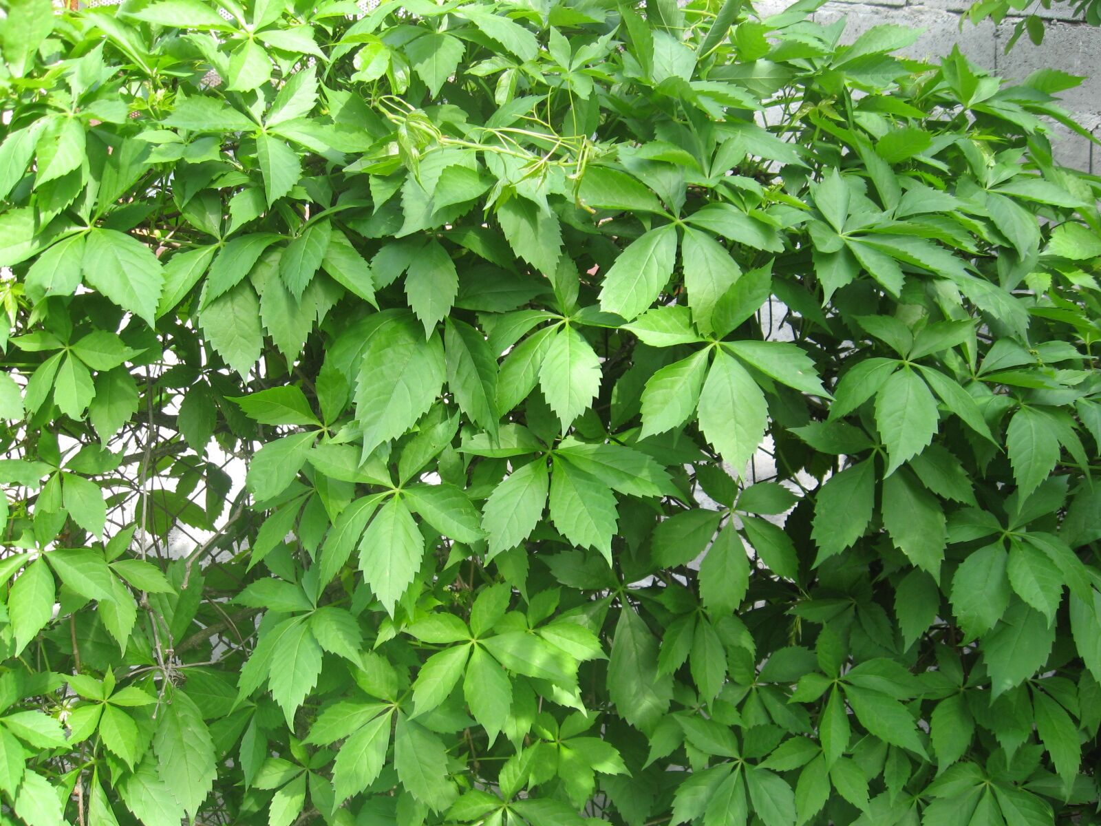 Canon POWERSHOT A550 sample photo. Leaves, vines, virginia creeper photography