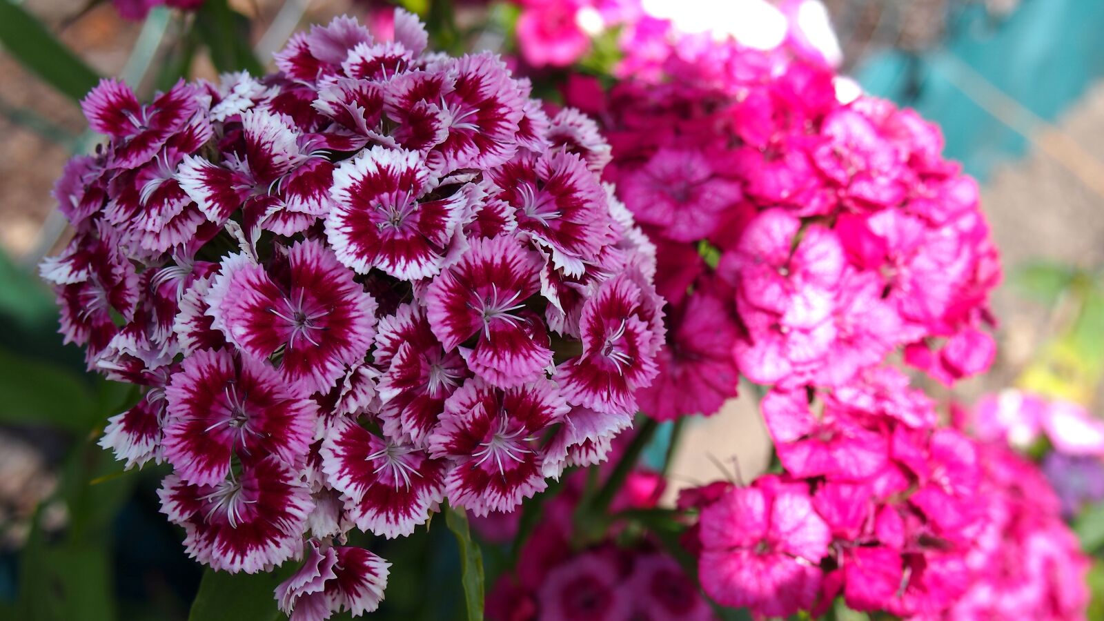 Olympus PEN E-PL6 sample photo. Flower, blooms, nature photography