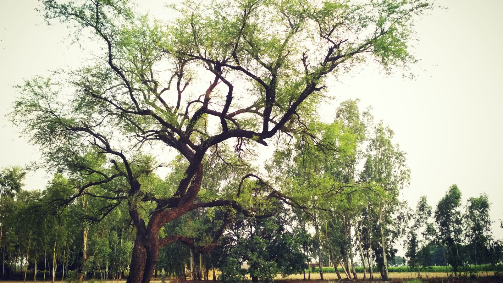 Xiaomi Redmi 4 Pro sample photo. Green, tree photography