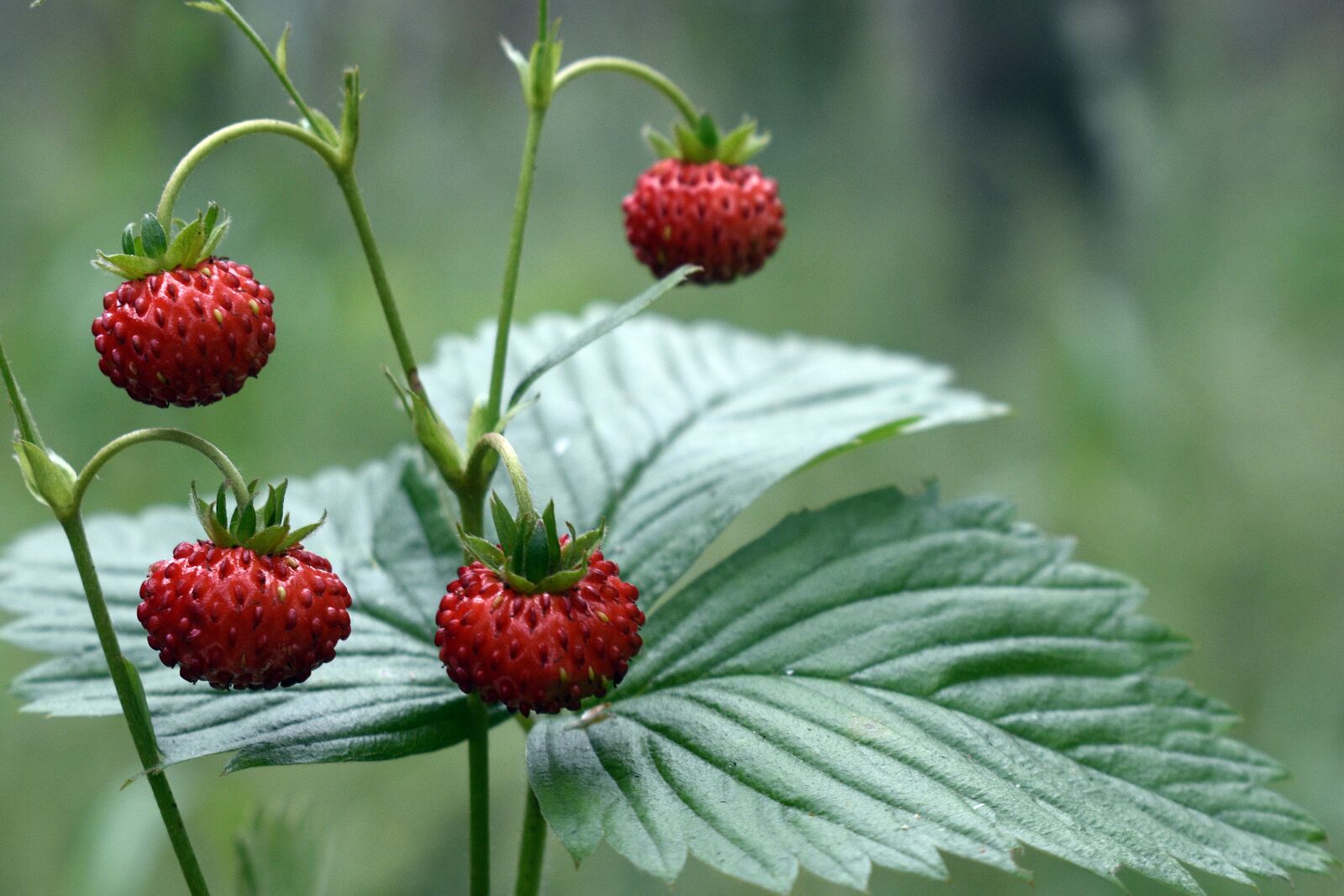 Nikon D3400 sample photo. Strawberries, fragaria vesca, nature photography