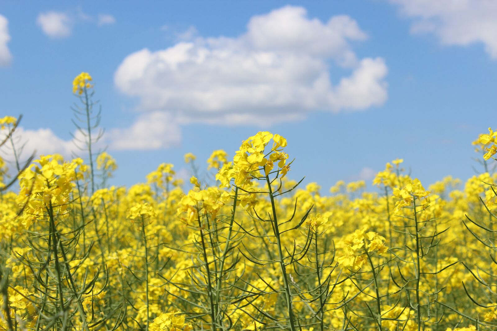 Canon EOS 600D (Rebel EOS T3i / EOS Kiss X5) sample photo. Flowers, spring, nature photography