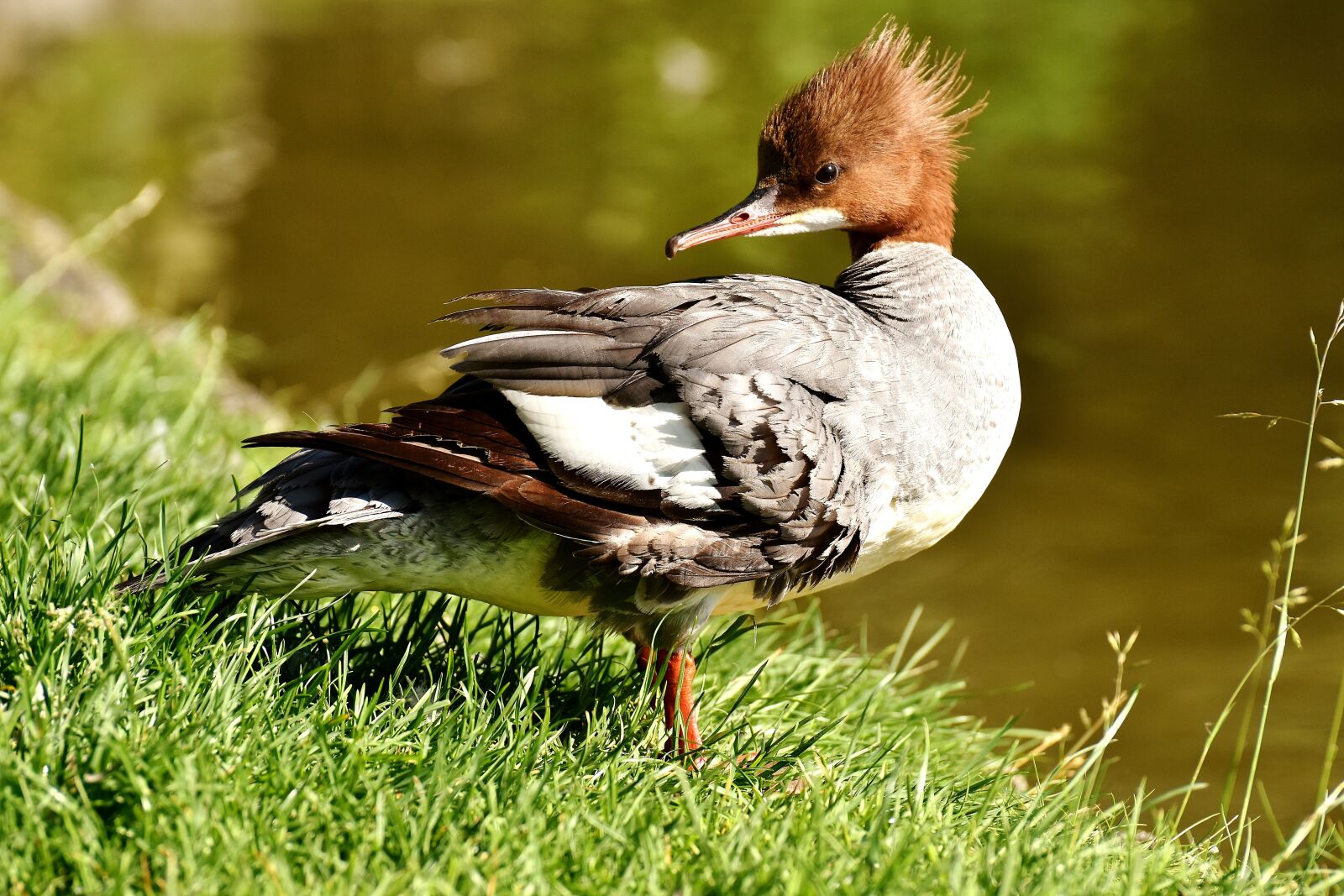 Nikon D7200 sample photo. Merganser, mergus merganser, duck photography