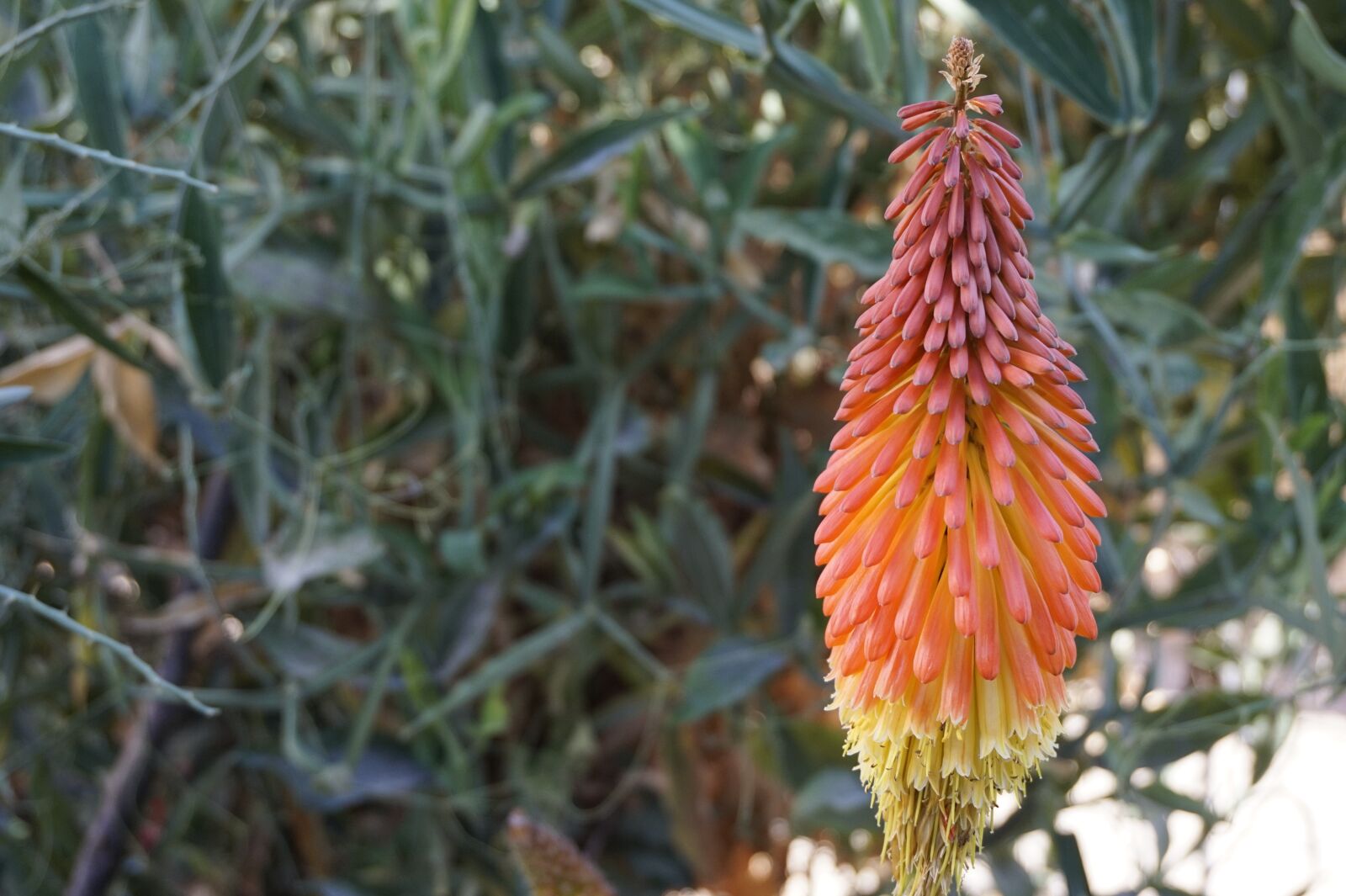 Sony Alpha a5000 (ILCE 5000) sample photo. Garden, nature, flat photography