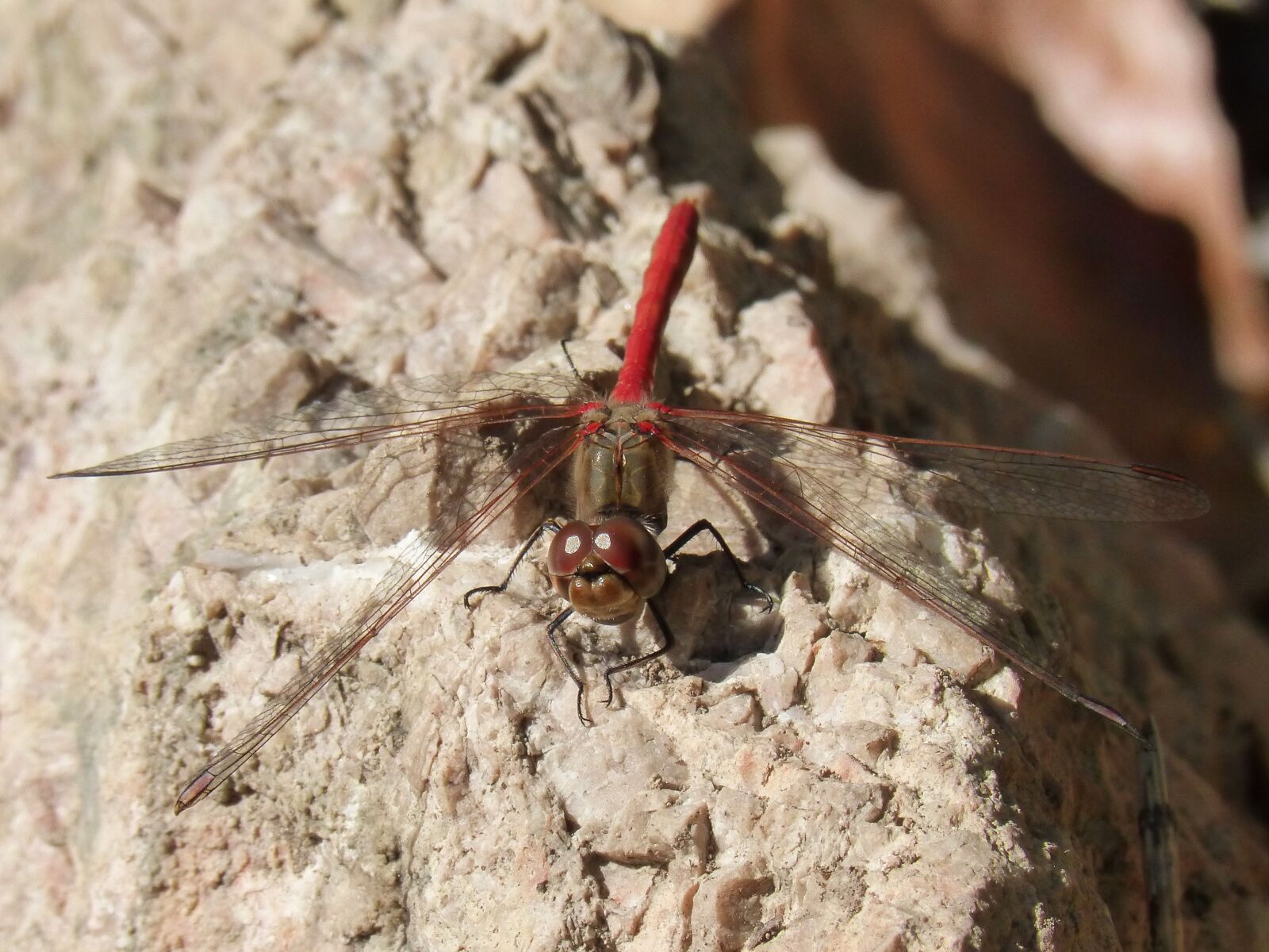 Panasonic DMC-FZ62 sample photo. Dragonfly, red dragonfly, sympetrum photography