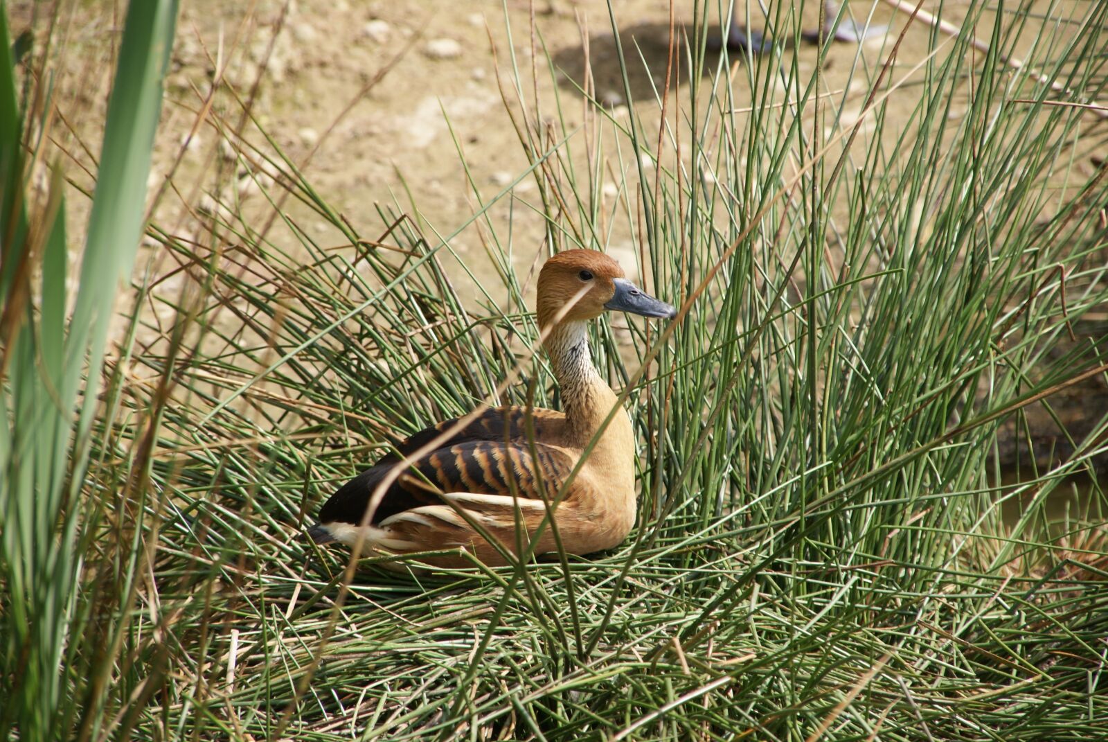 Sony Alpha DSLR-A300 sample photo. Animal, duck, bird photography