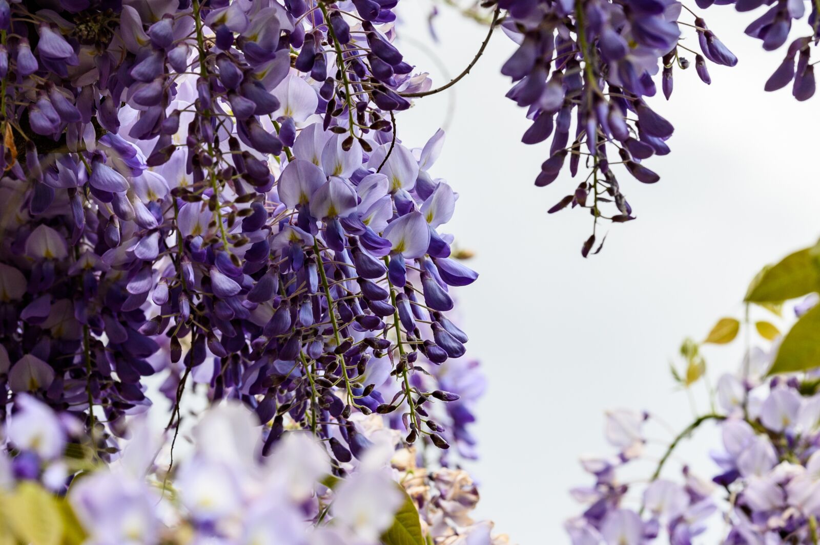 Nikon Z6 sample photo. Flowers, garden, nature photography