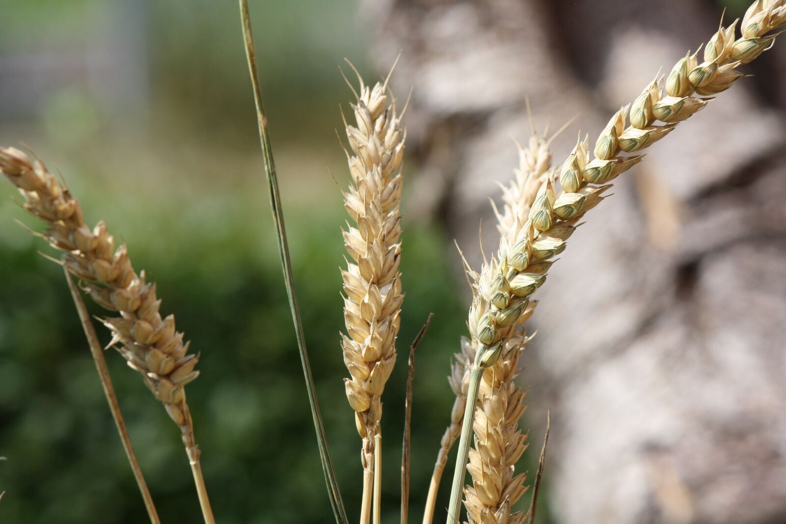 Canon EOS 1000D (EOS Digital Rebel XS / EOS Kiss F) sample photo. Cereals, grain, summer photography