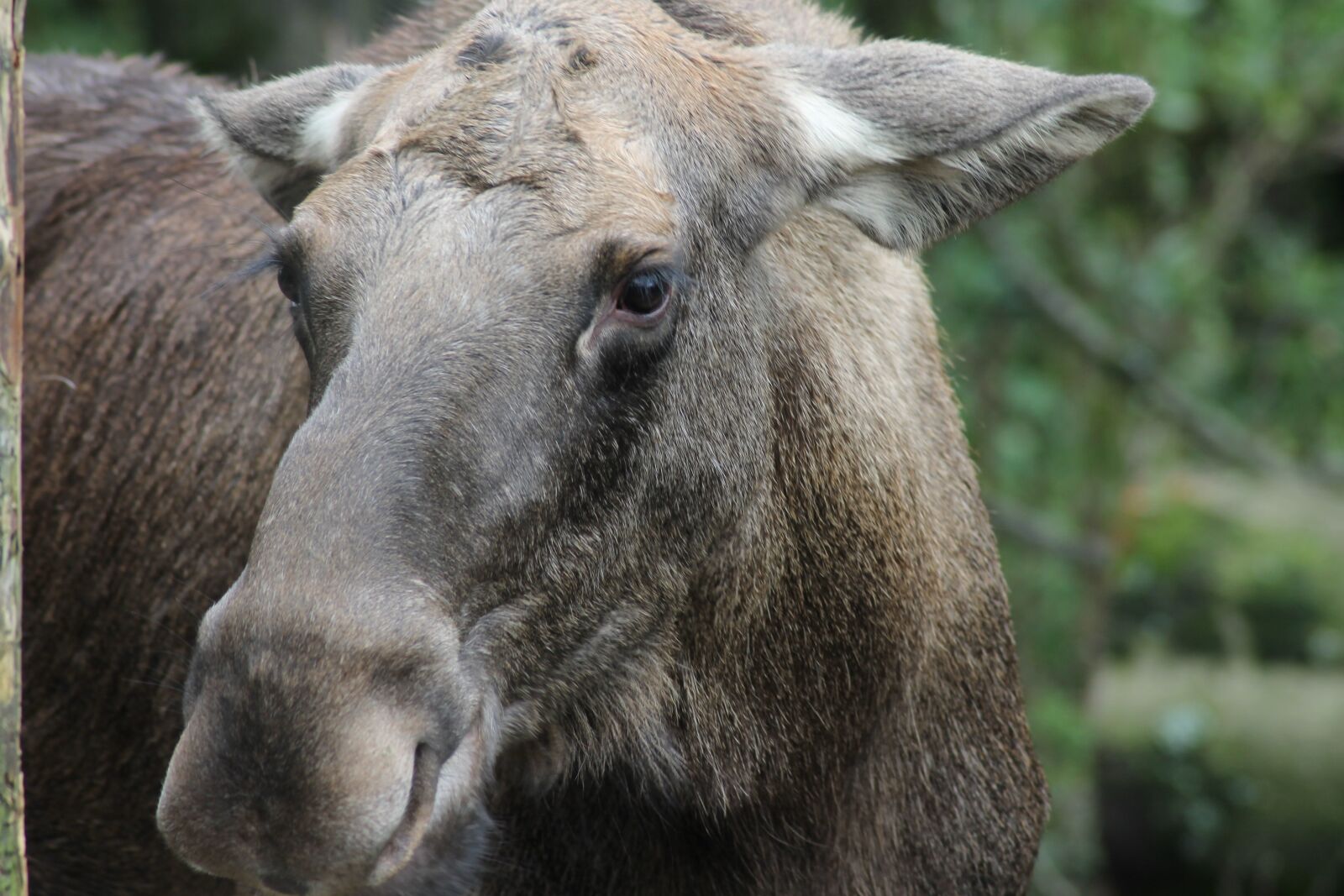 Canon EOS 1100D (EOS Rebel T3 / EOS Kiss X50) sample photo. Moose, wild, animal photography