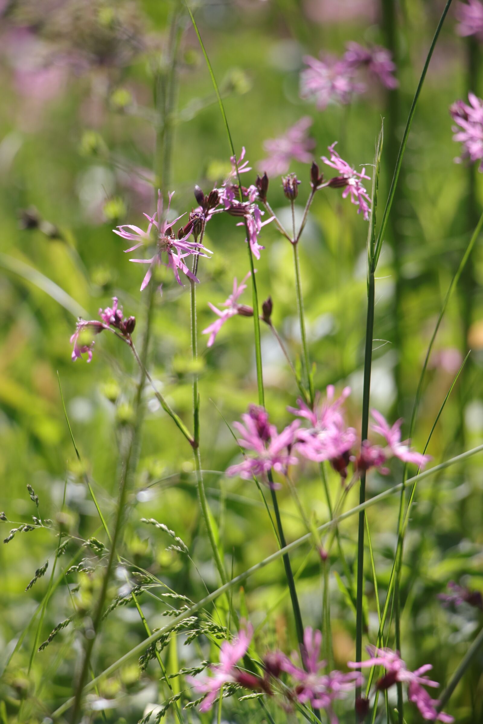 Canon EF-S 18-135mm F3.5-5.6 IS USM sample photo. Grasses, wild flowers, pink photography