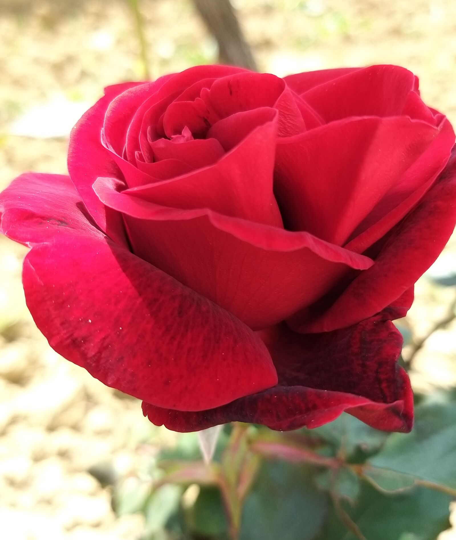 Samsung Galaxy A9 (2018) sample photo. Rose, red, spring photography