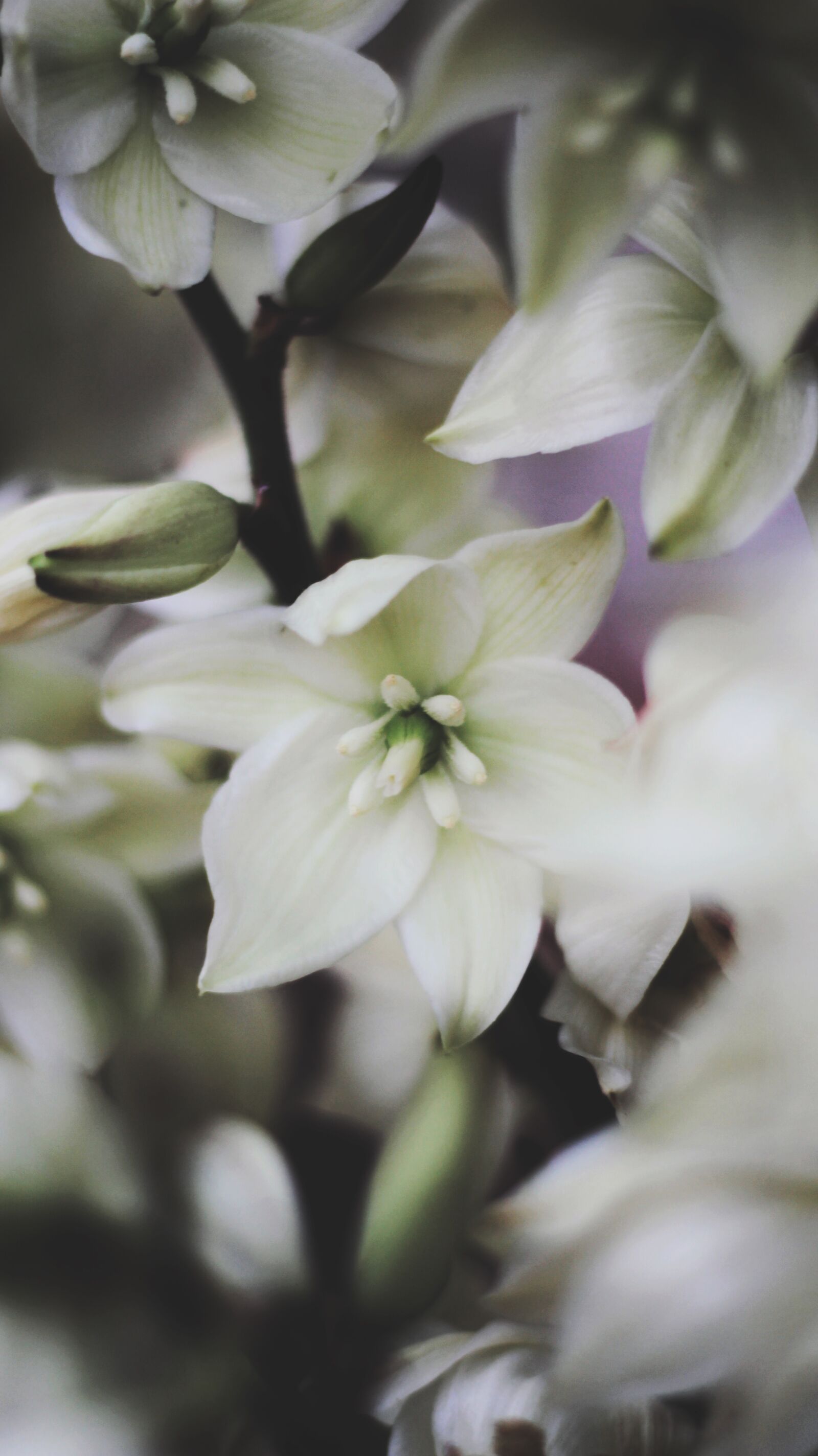 Canon EOS 700D (EOS Rebel T5i / EOS Kiss X7i) sample photo. White, flower, summer photography