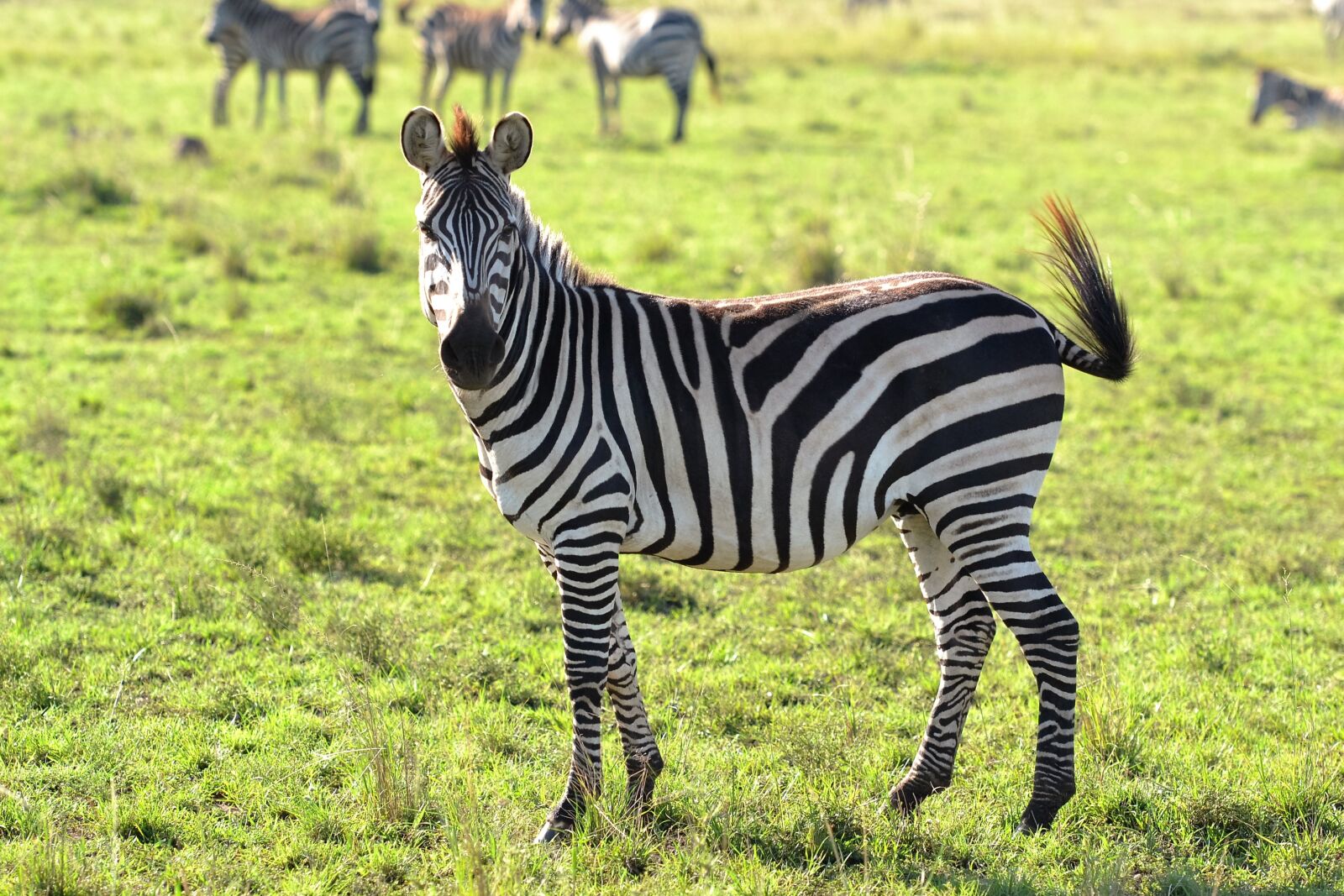 Nikon D3100 sample photo. Animals, wild animal, zebra photography