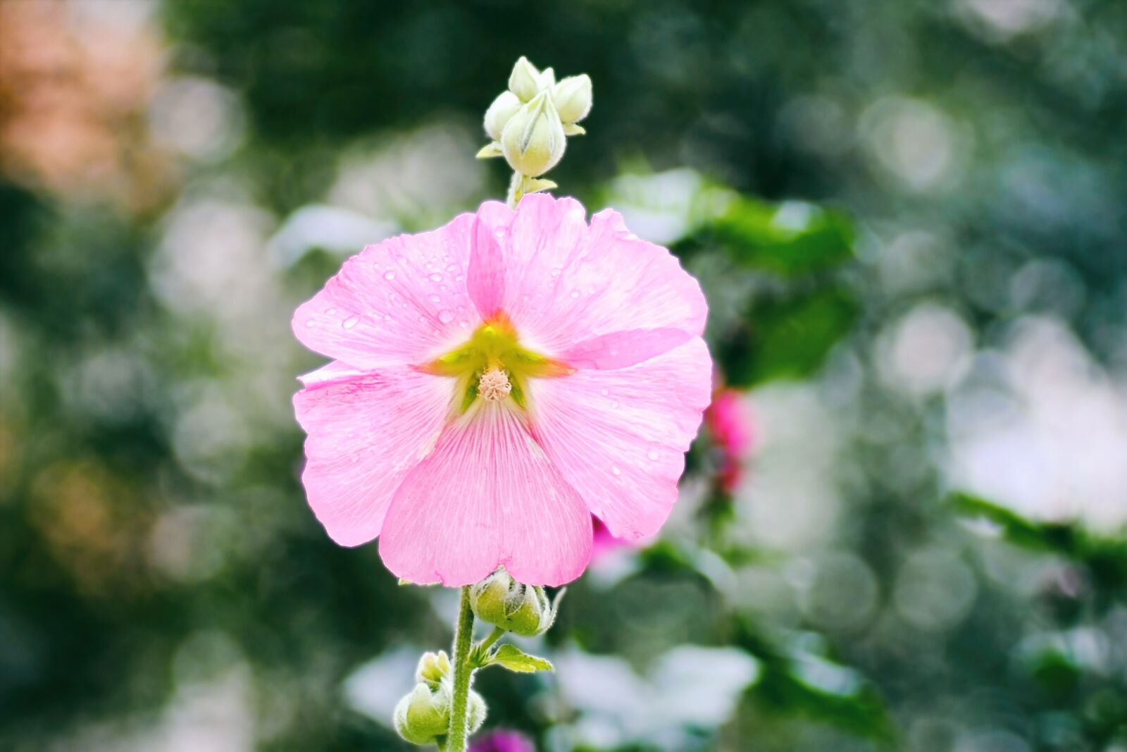 Nikon D3000 sample photo. Mallow, stock rose, pink photography