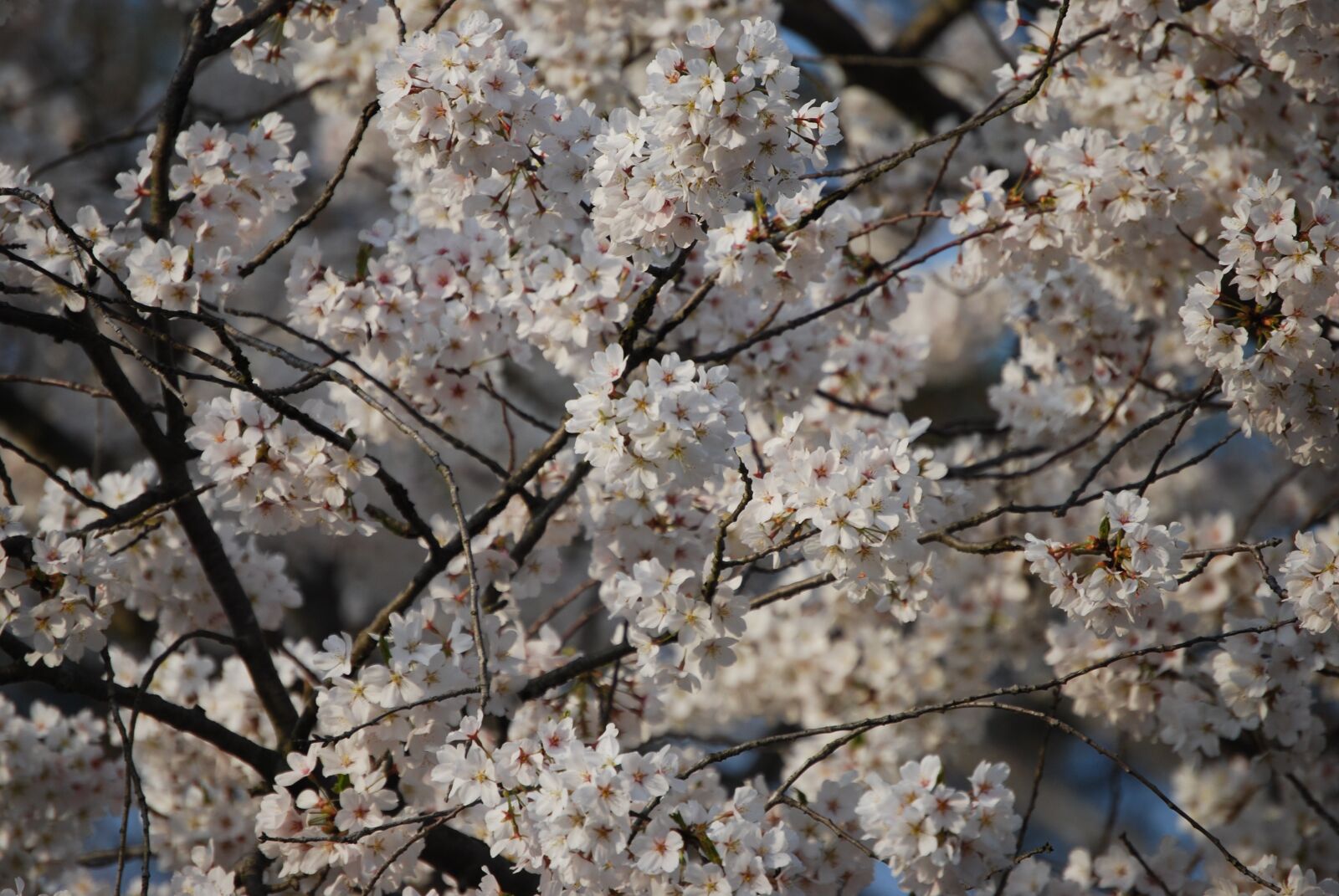 Nikon D40X sample photo. Leaves, spring, foliage photography