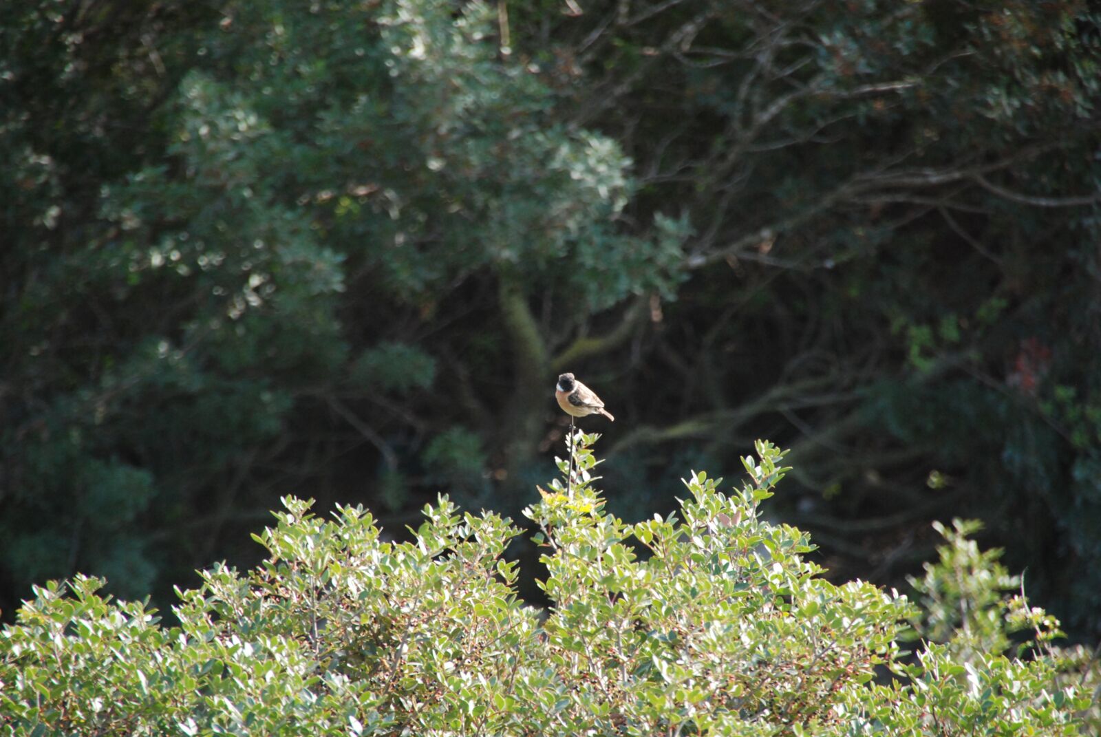 Nikon D80 sample photo. Bird, nature, trees photography