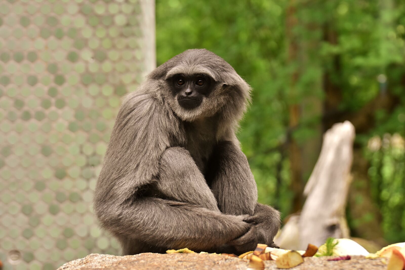 Nikon D7200 sample photo. Silver gibbon, javan gibbon photography